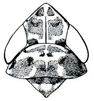 Head: !! display not done !! on Latalus DeLong & Sleesman, 1929: Latalus sayi, head, pronotum, and mesonotum, dorsally. (Observation).