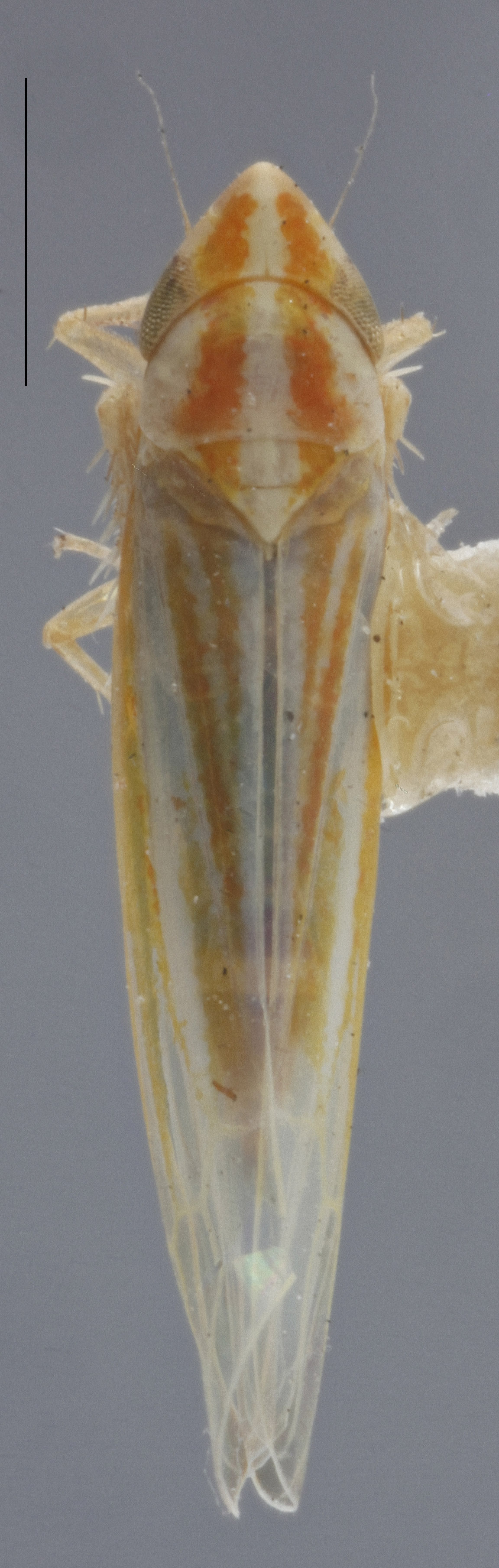 Habitus, dorsal view: !! display not done !! on Dikraneura (Dikraneura) abnormis (Walsh, 1862): Dorsal. (Observation).