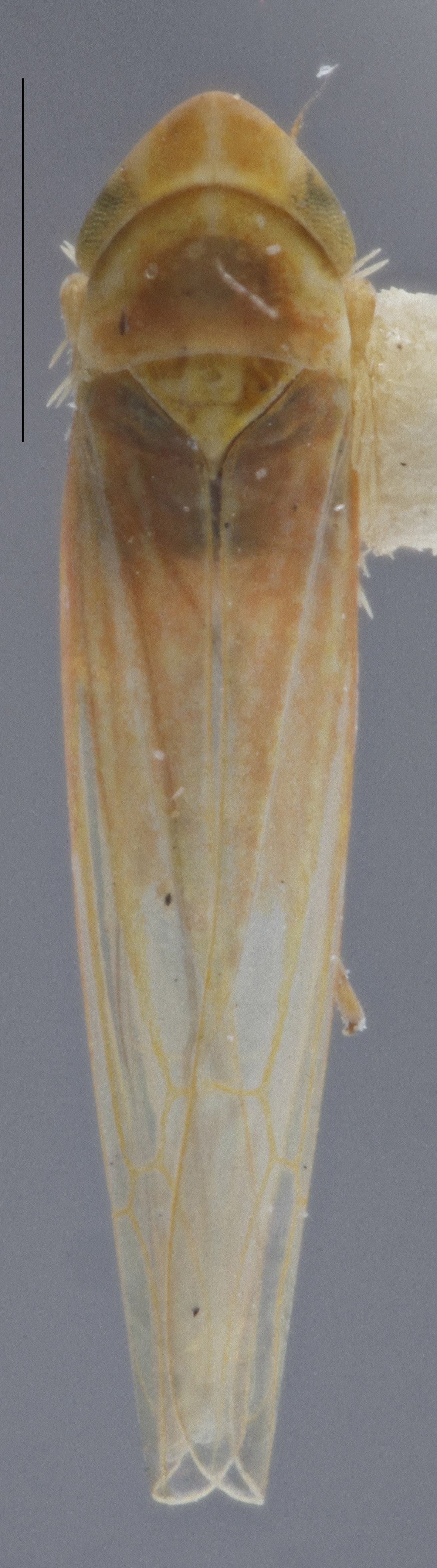 Habitus, dorsal view: Dorsal. (Observation).