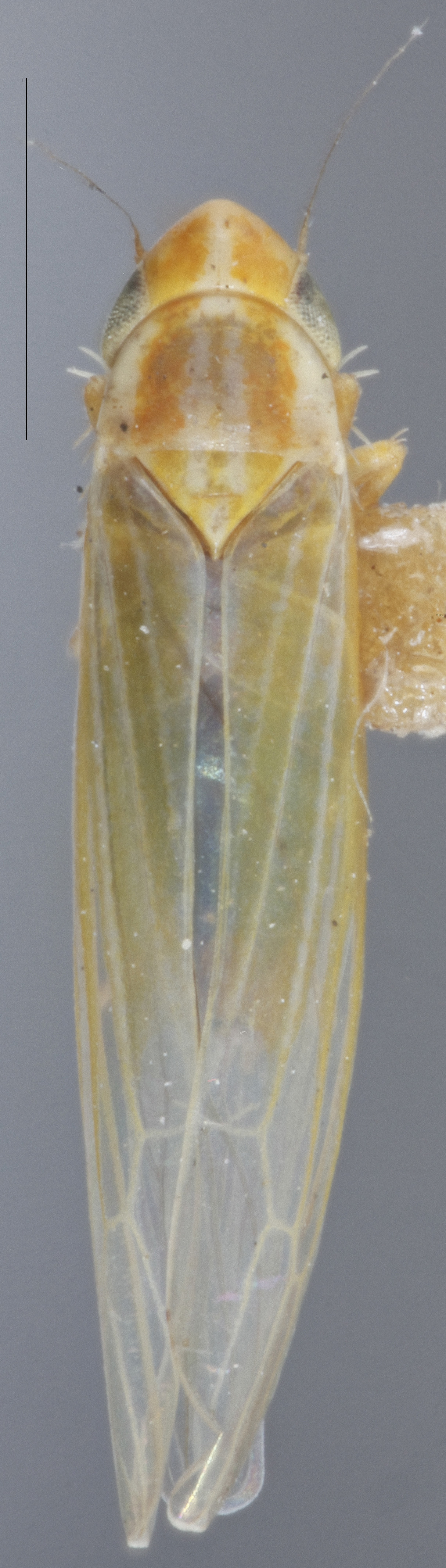 Habitus, dorsal view: !! display not done !! on Dikraneura (Dikraneura) angustata Ball & DeLong, 1925: Dorsal. (Observation).