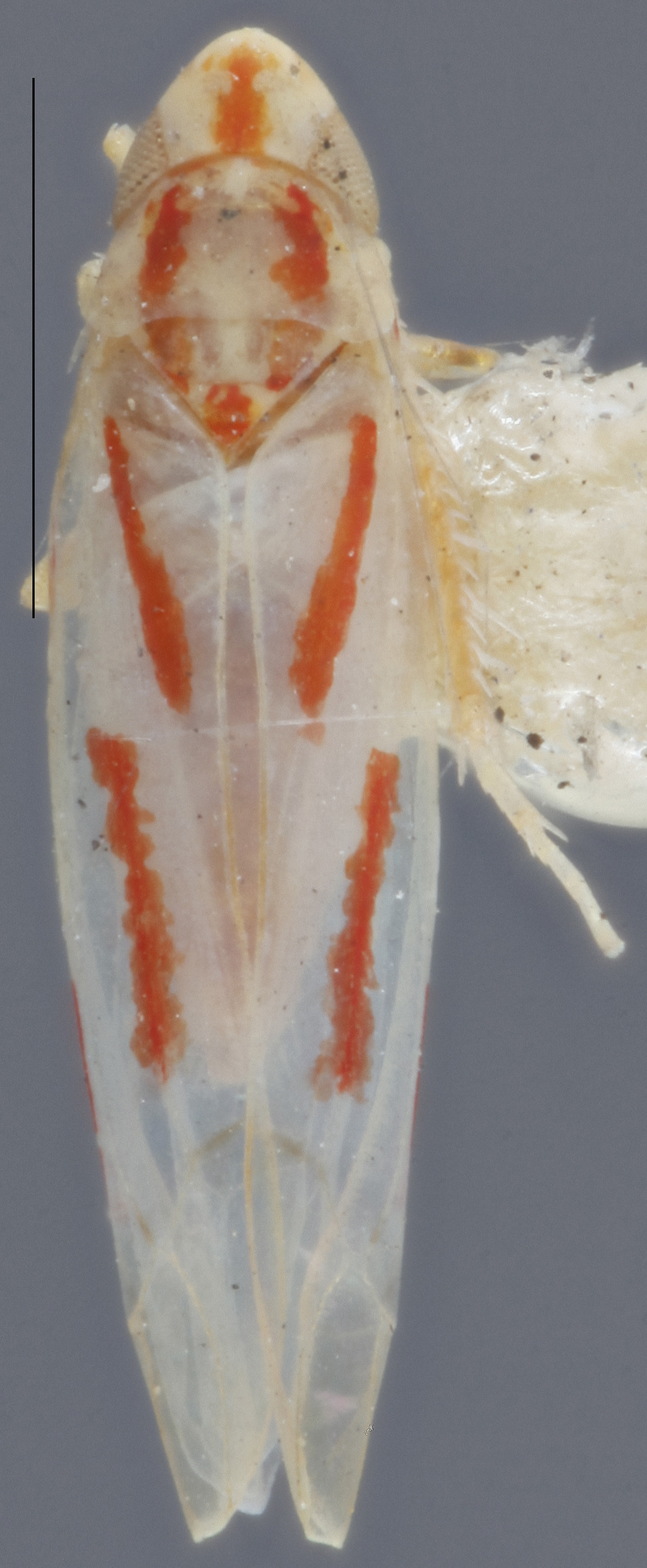 Habitus, dorsal view: !! display not done !! on Dikrella (Dikrella) cruentata (Gillette, 1898): Dorsal. (Observation).