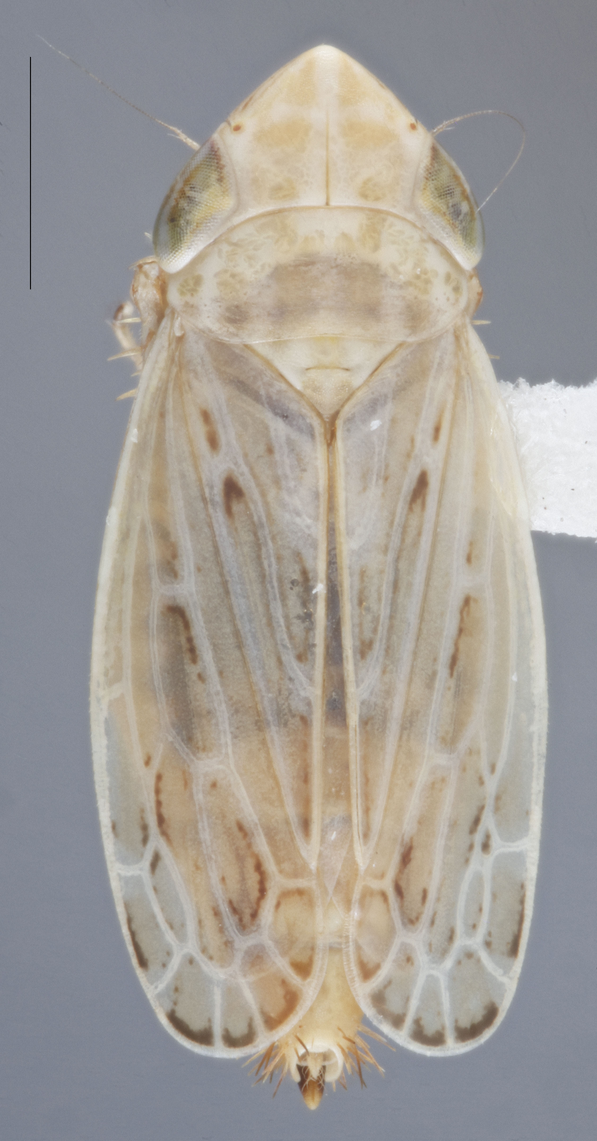 Habitus, dorsal view: !! display not done !! on Diplocolenus (Diplocolenus) configuratus (Uhler, 1878): Dorsal. (Observation).