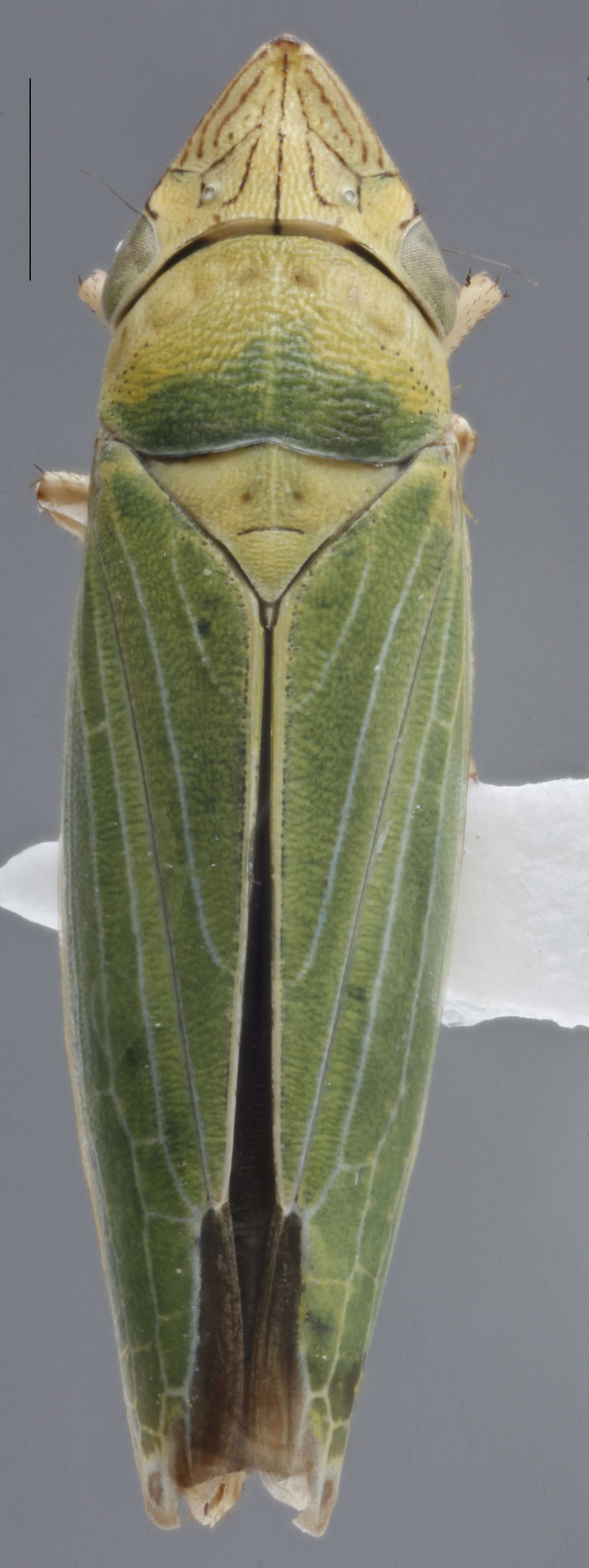 Habitus, dorsal view: !! display not done !! on Draeculacephala minerva Ball, 1927: Dorsal. (Observation).