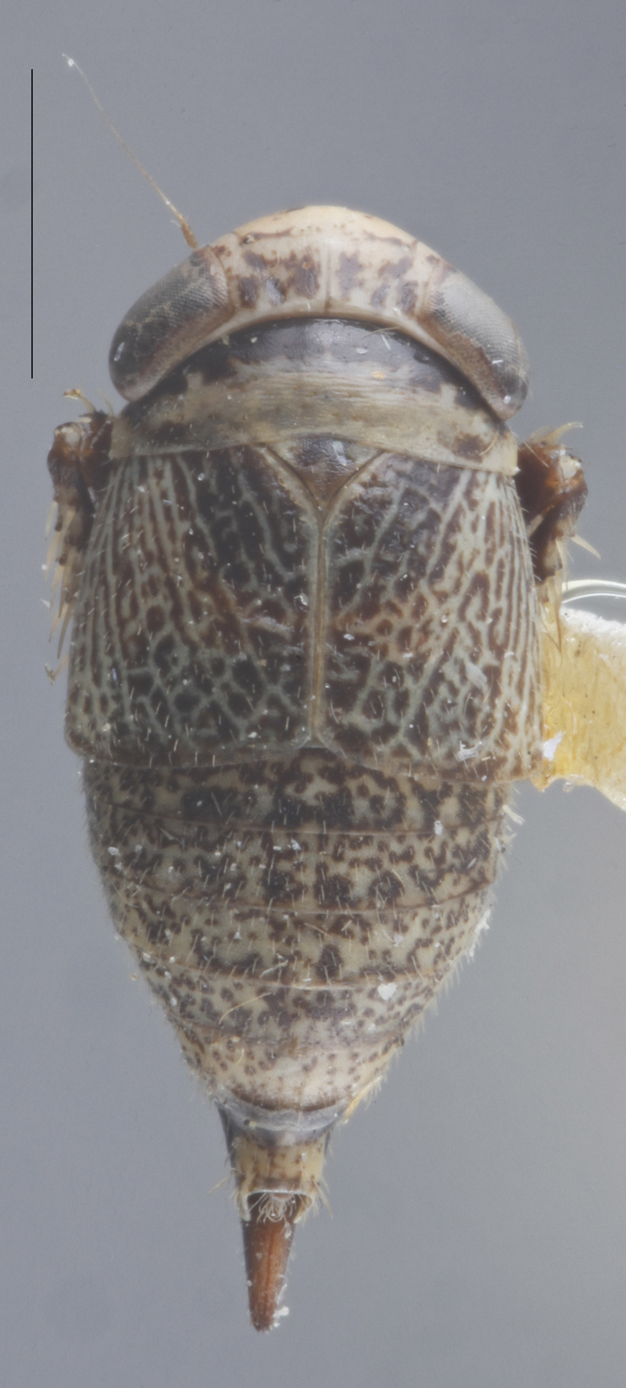 Habitus, dorsal view: !! display not done !! on Driotura robusta Osborn & Ball, 1898: Dorsal. Female. (Observation).