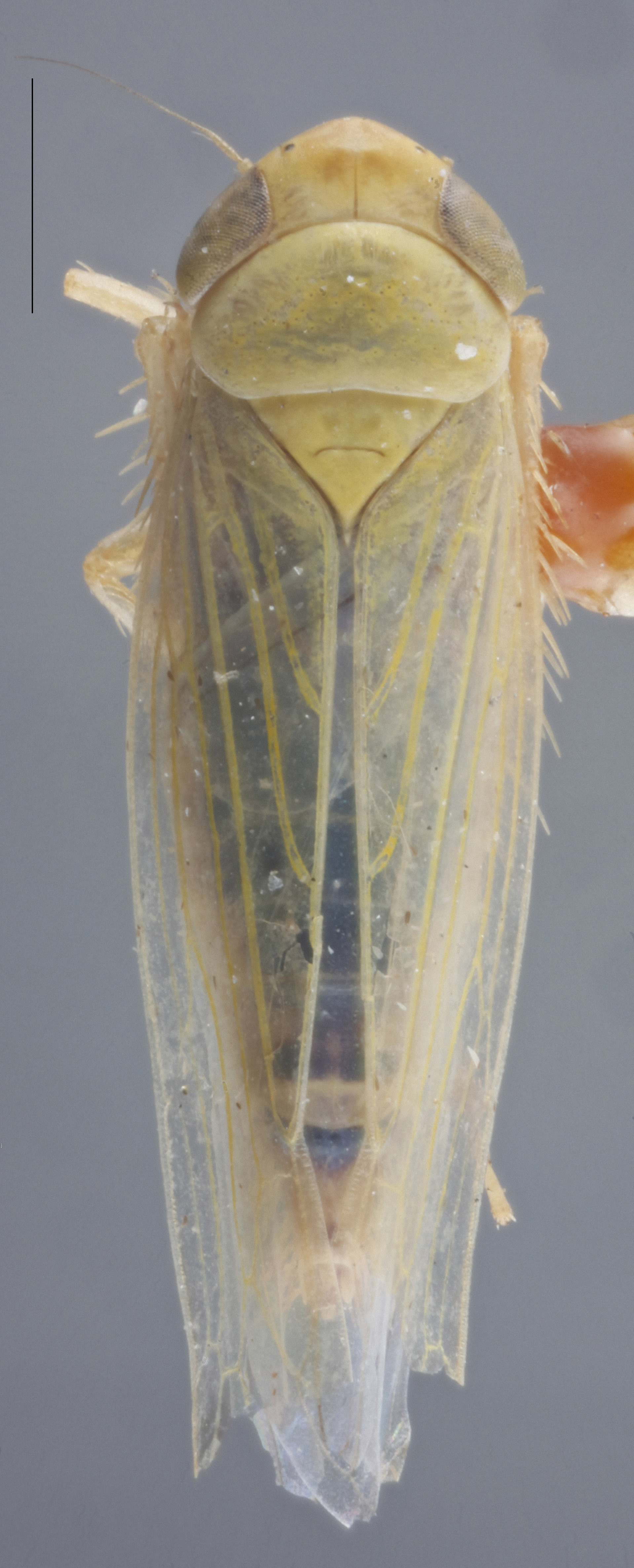 Habitus, dorsal view: !! display not done !! on Elymana inornata (Van Duzee, 1892): Dorsal. (Observation).