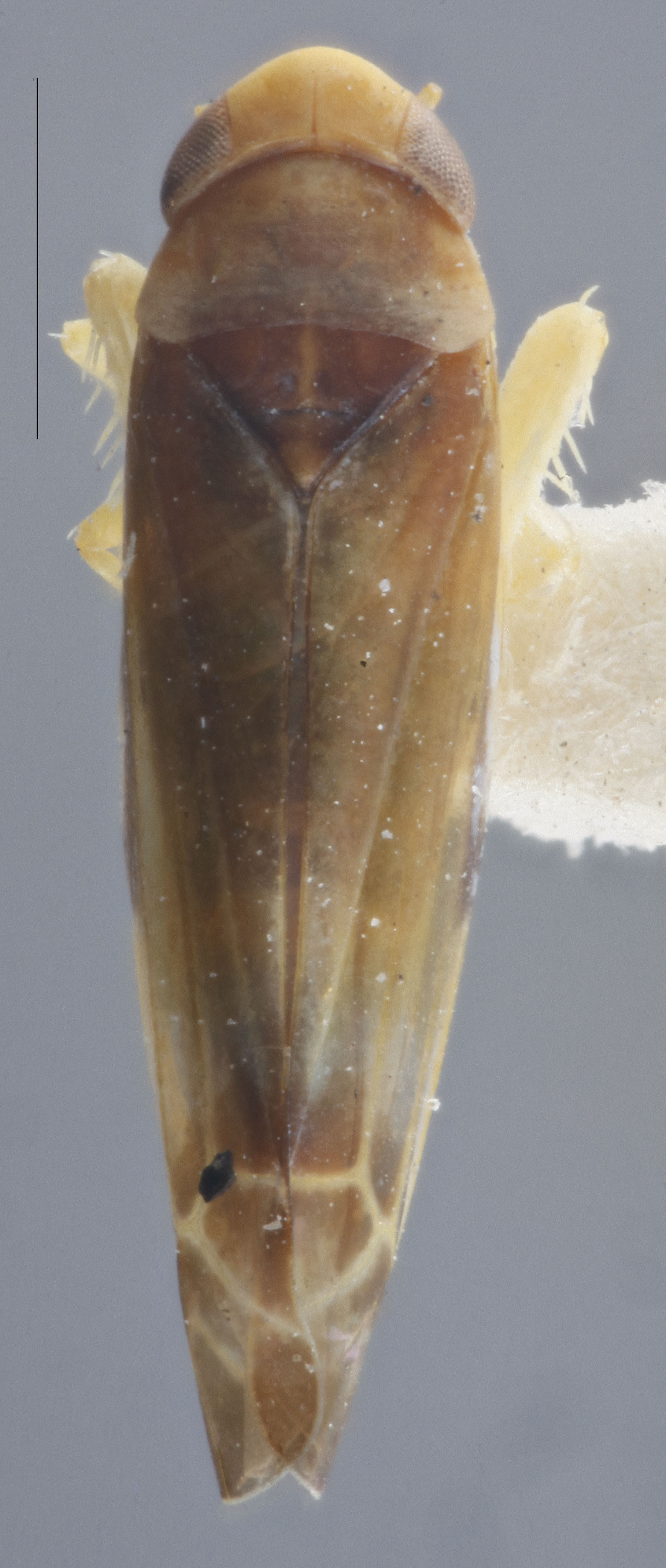 Habitus, dorsal view: !! display not done !! on Empoa (Empoa) vestita (McAtee, 1926): Dorsal. (Observation).
