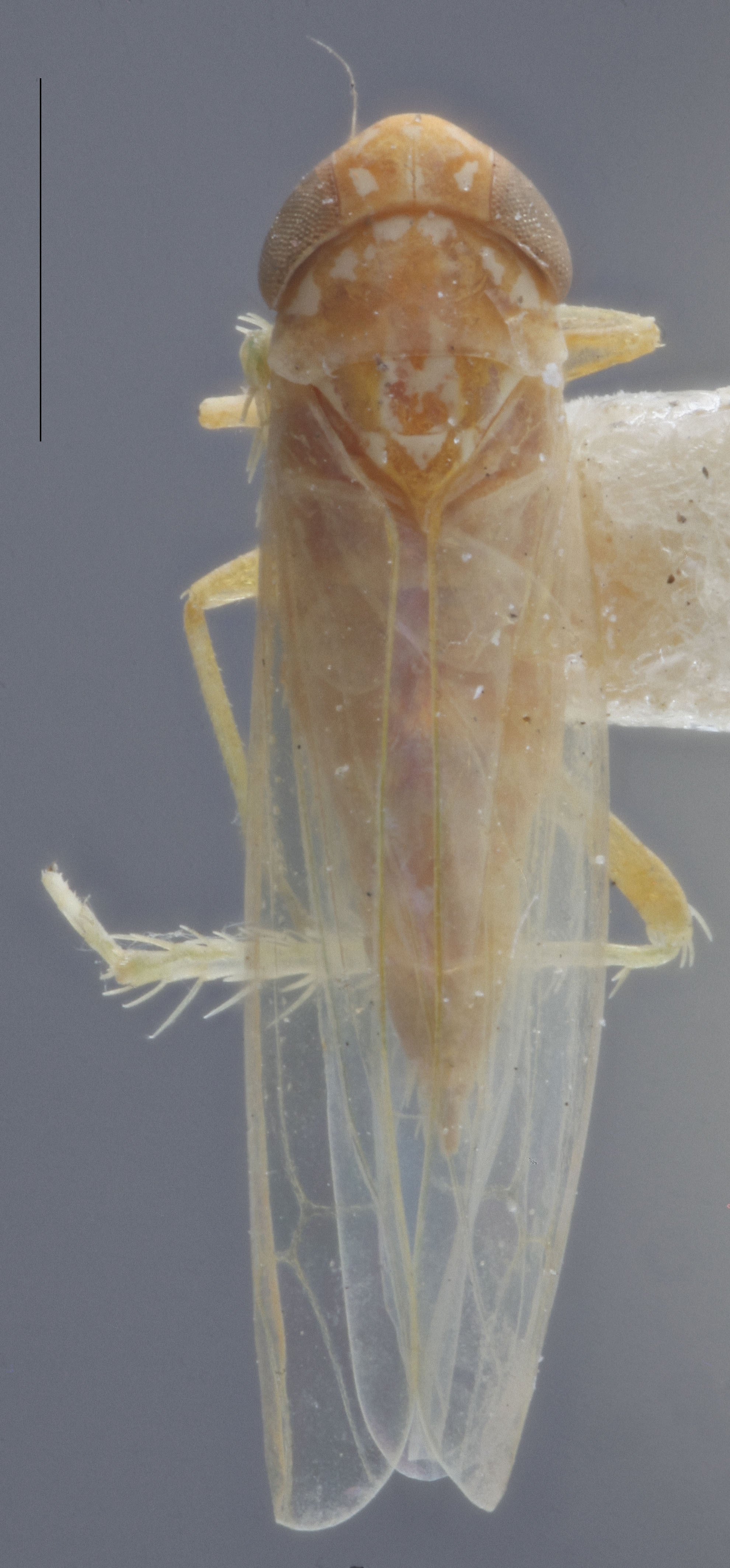 Habitus, dorsal view: (Observation).