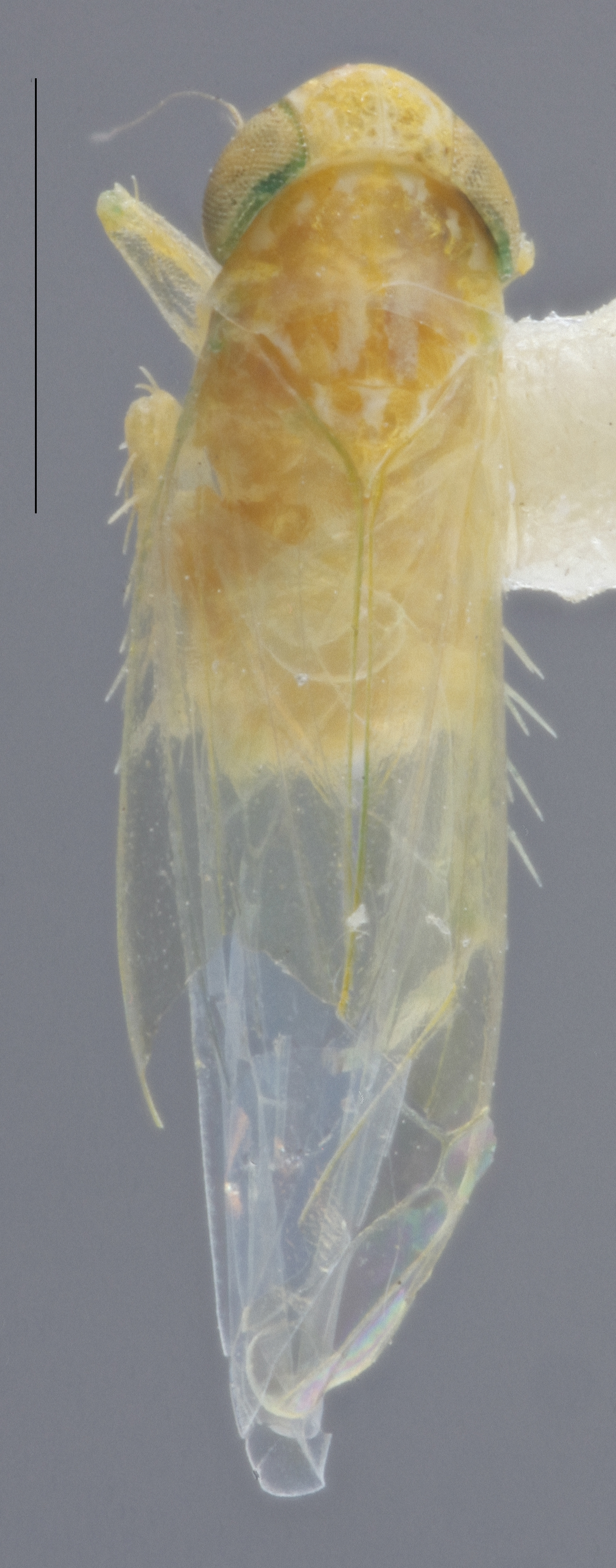 Habitus, dorsal view: Dorsal. Female. (Observation).