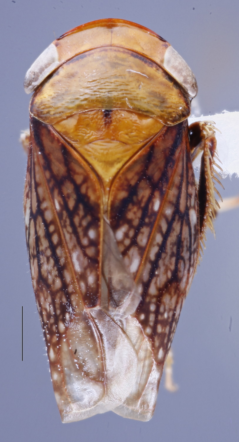 Habitus, dorsal view: (Observation).