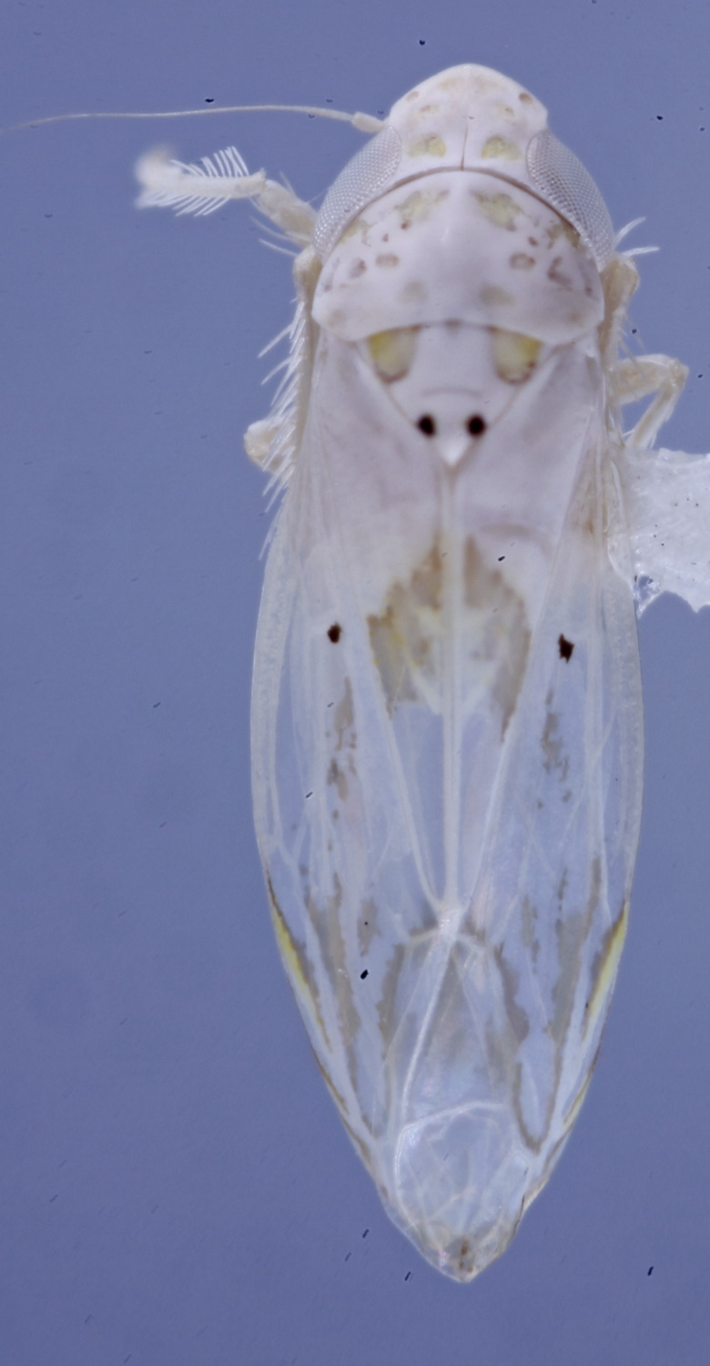 Habitus, dorsal view: (Observation).;Habitus, dorsal view: (Observation).