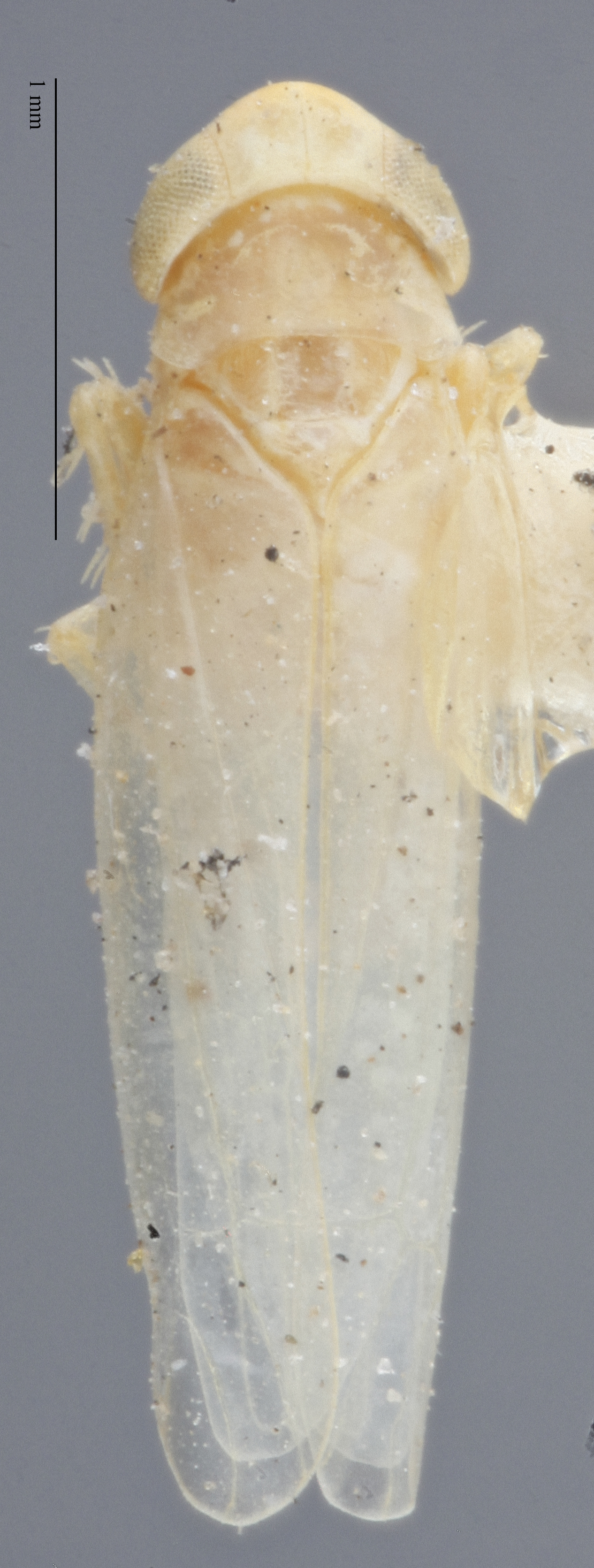 Habitus, dorsal view: !! display not done !! on Matsumurasca (Solanasca) stevensi (Young, 1953): Dorsal. (Observation).