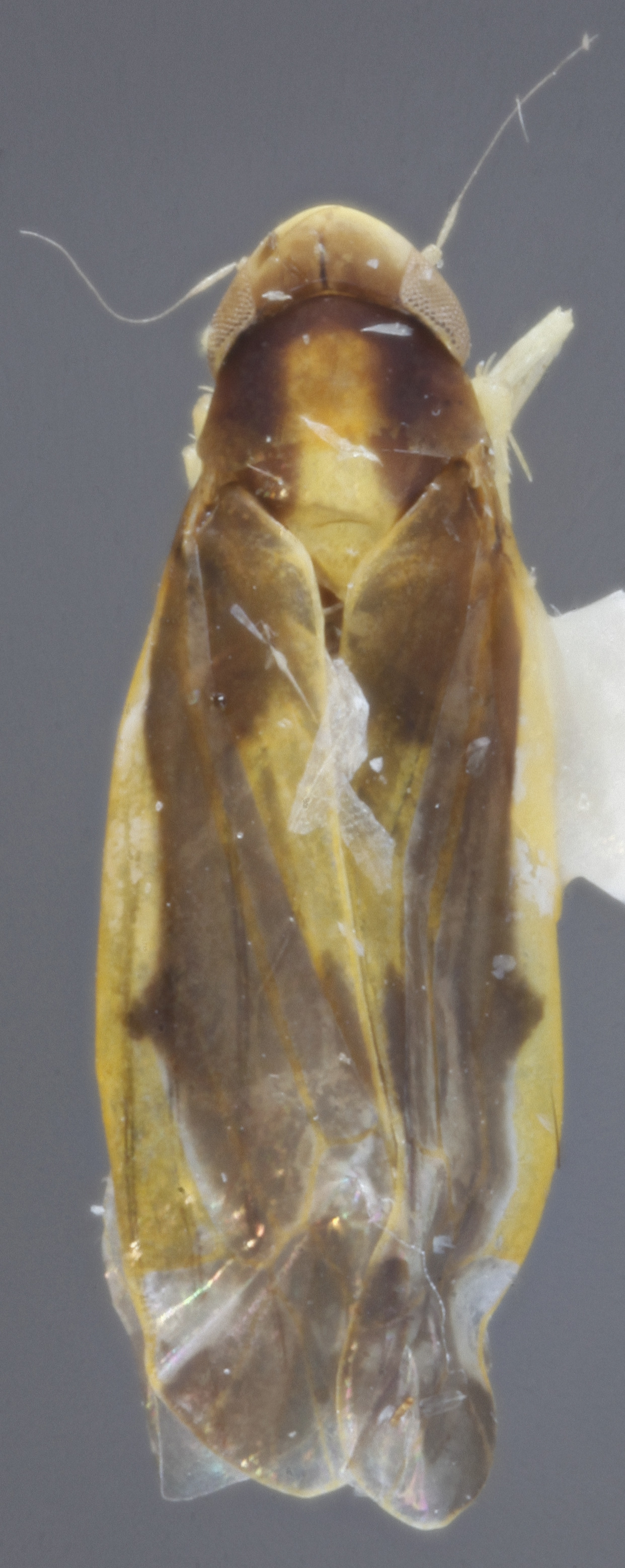 Habitus, dorsal view: !! display not done !! on Eupteryx (Eupteryx) flavoscuta Gillette, 1898: Dorsal. (Observation).