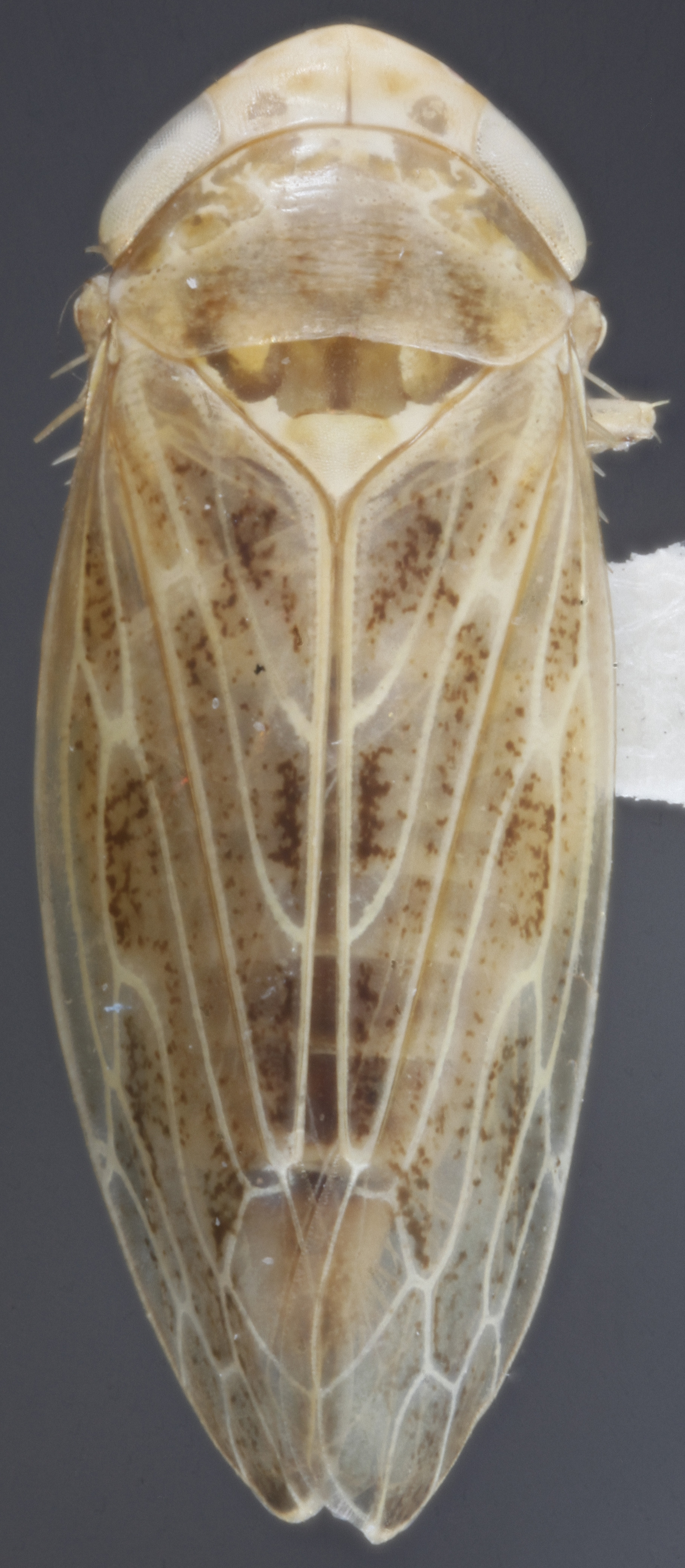 Habitus, dorsal view: Dorsal. (Observation).