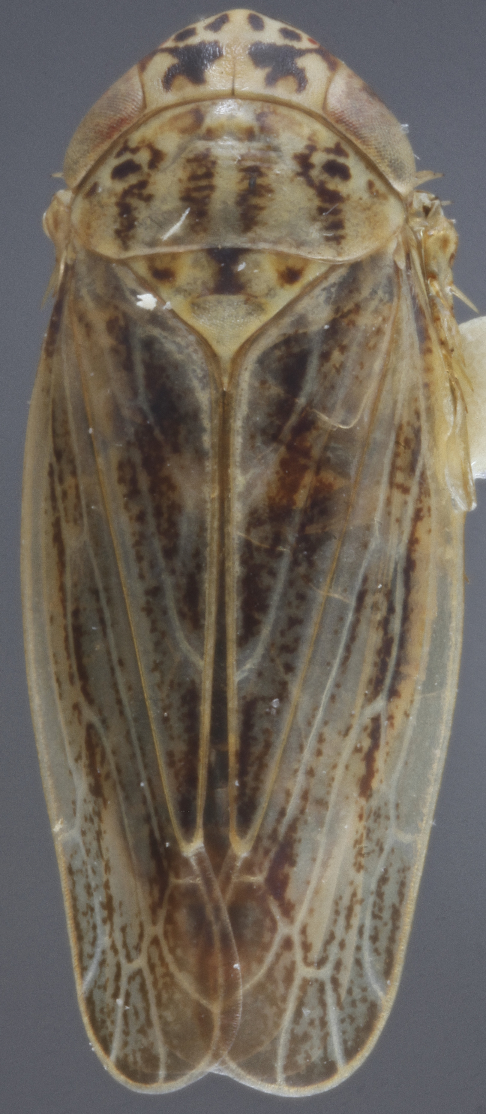 Habitus, dorsal view: !! display not done !! on Euscelis ohausi Wagner, 1939: Dorsal. (Observation).