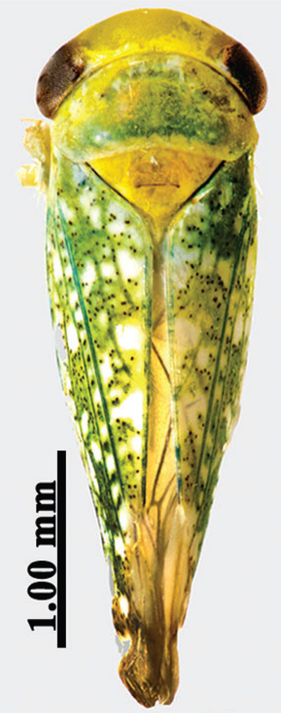 Habitus, dorsal view: !! display not done !! on Opsius heydeni (Lethierry, 1876): (Observation).