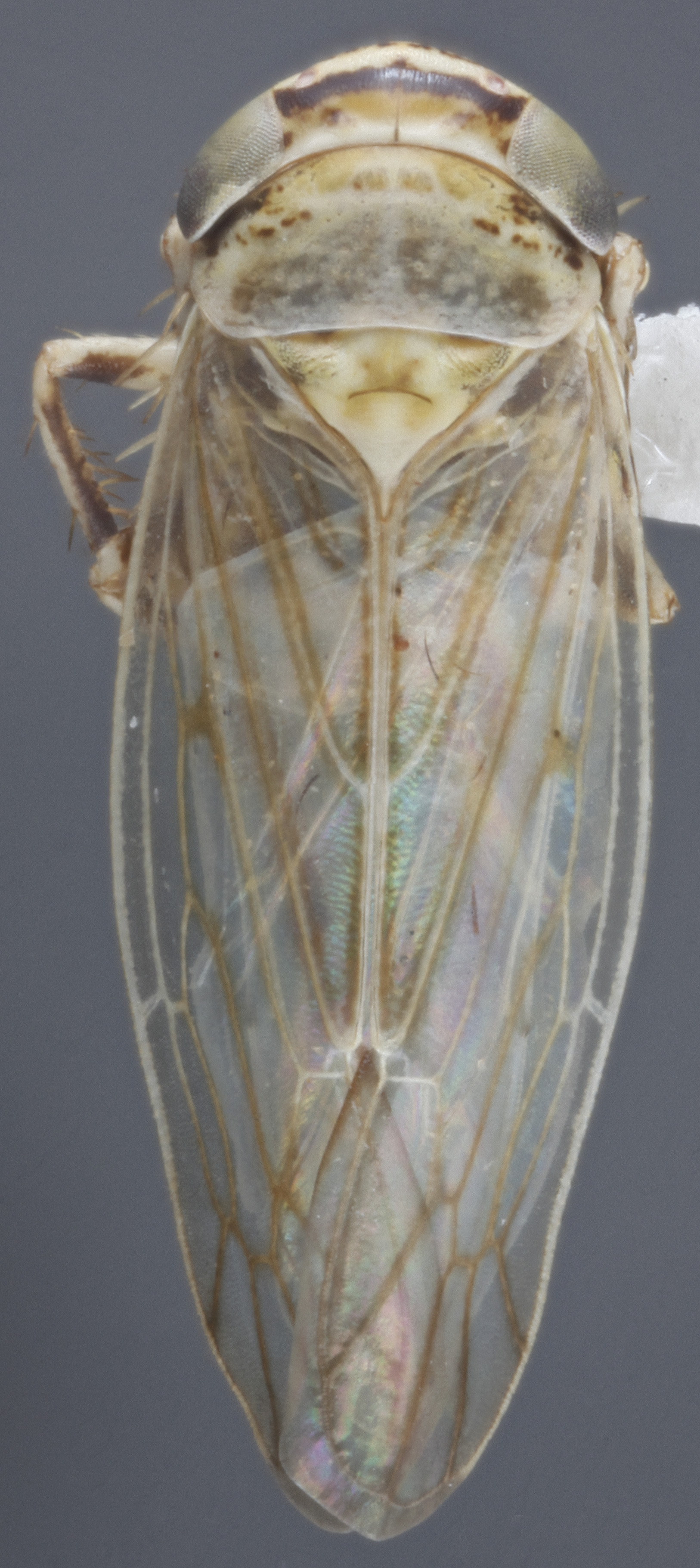 Habitus, dorsal view: !! display not done !! on Exitianus frontalis (Distant, 1917): (Observation).