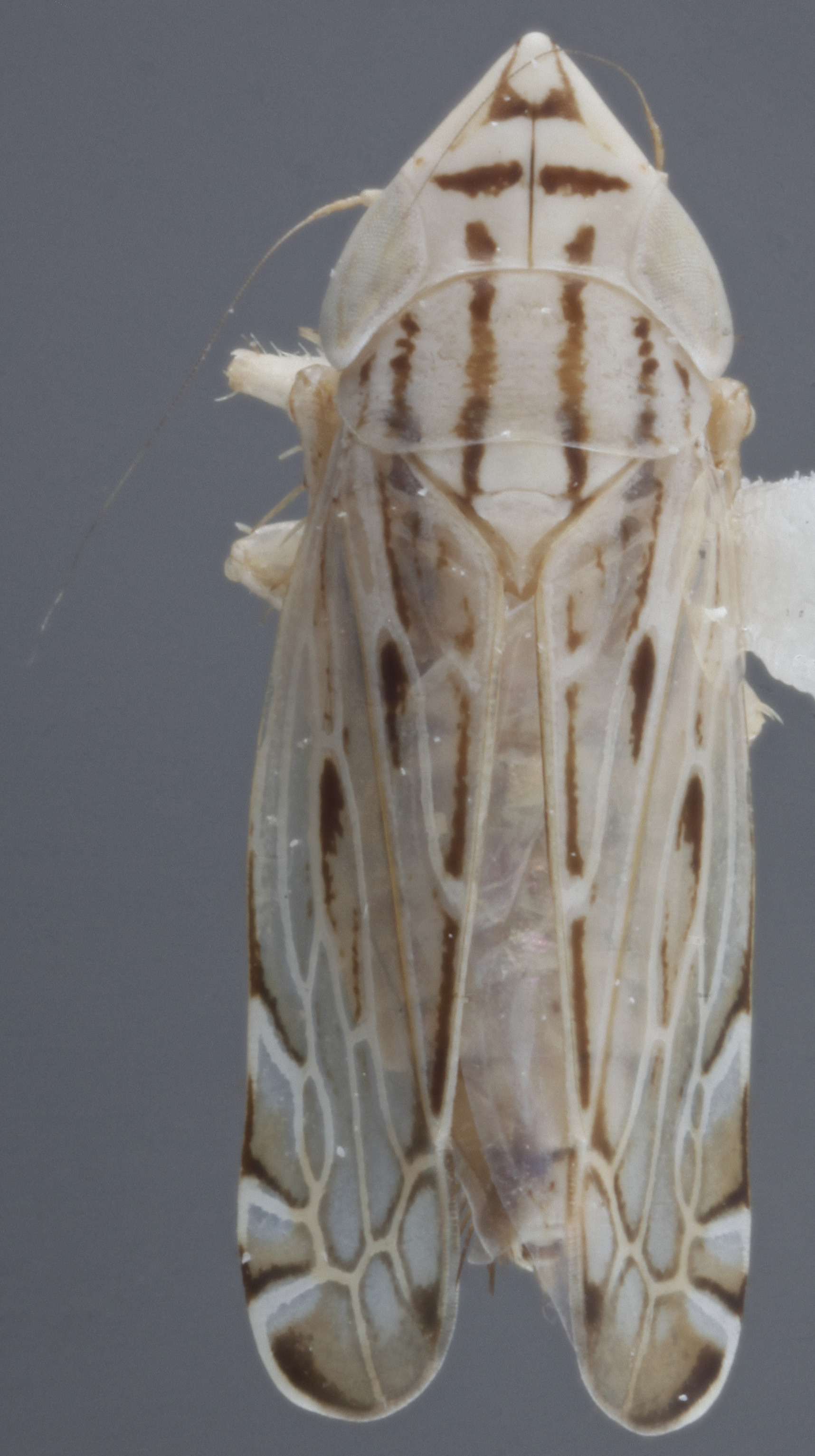 Habitus, dorsal view: Dorsal. (Observation).