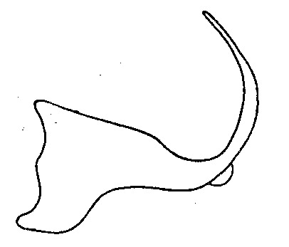 Aedeagus, lateral view: (Observation).