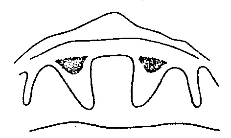 Other: !! display not done !! on Paralimnus (Anthocallis) picturatus Haupt, 1930: apodems. (Observation).