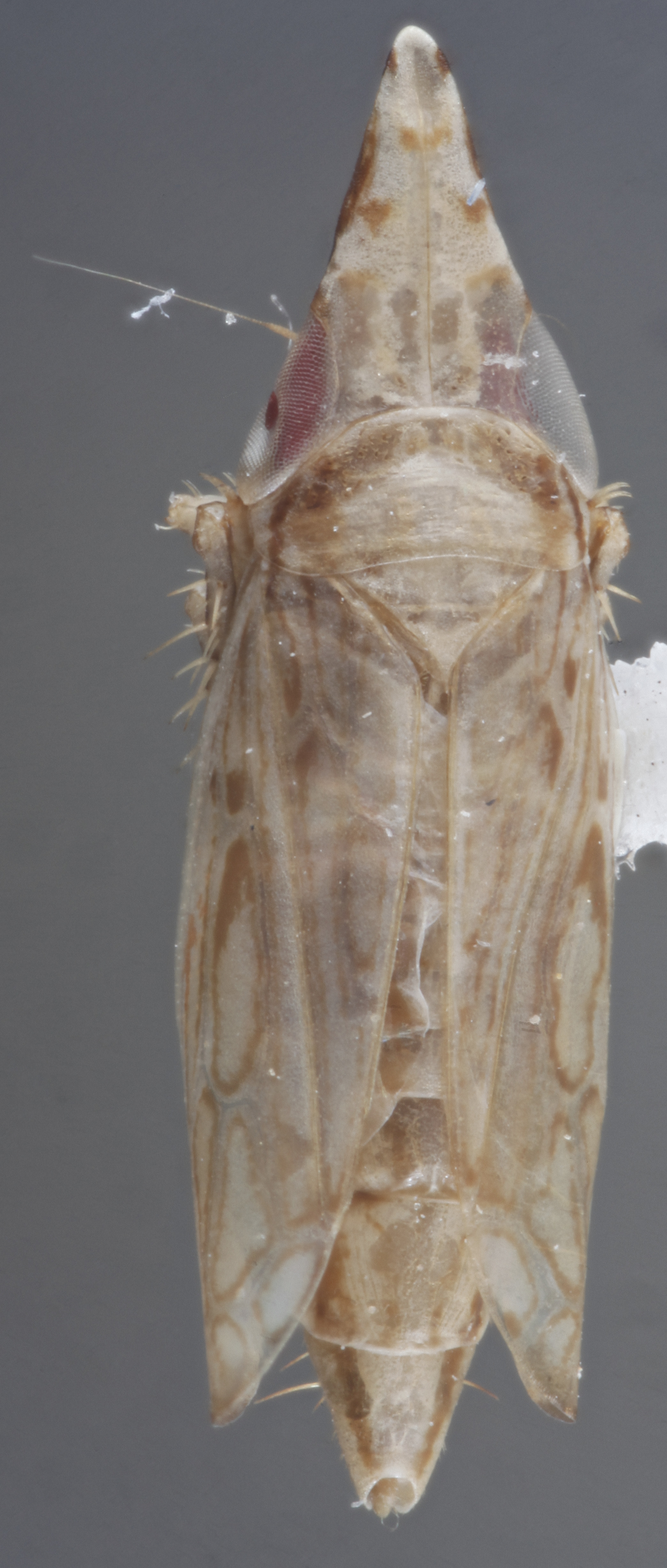 Habitus, dorsal view: !! display not done !! on Flexamia pyrops (Crumb, 1915): Dorsal. (Observation).