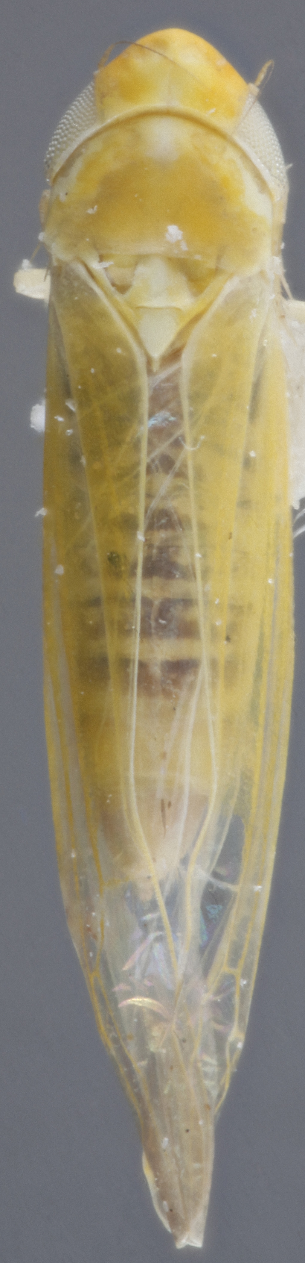 Habitus, dorsal view: !! display not done !! on Forcipata loca (DeLong & Caldwell, 1936): Dorsal. (Observation).
