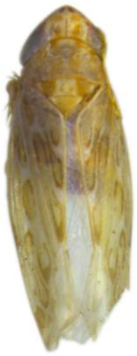 Habitus, dorsal view: !! display not done !! on Maiestas belonus (Dash & Viraktamath, 1998): male. (Observation).