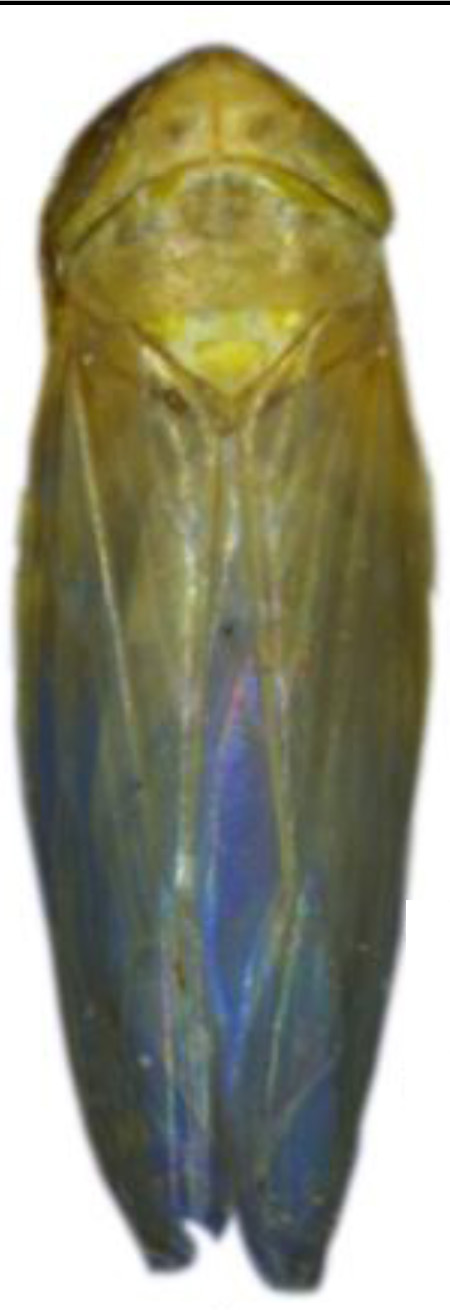 Habitus, dorsal view: !! display not done !! on Maiestas hospes (Kirkaldy, 1904): male. (Observation).