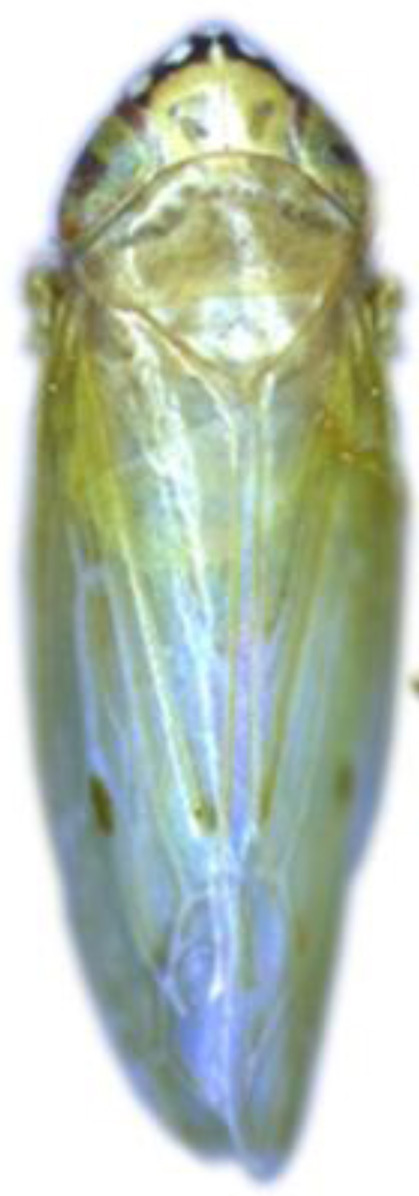 Habitus, dorsal view: !! display not done !! on Maiestas systenos (Dash & Viraktamath, 1998): male. (Observation).