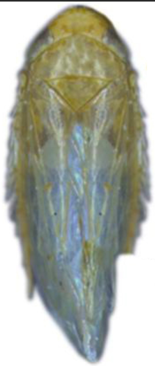 Habitus, dorsal view: !! display not done !! on Maiestas variabilis (Dash & Viraktamath, 1998): male. (Observation).