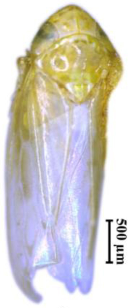 Habitus, dorsal view: !! display not done !! on Maiestas veinata (Singh-Pruthi, 1930): (Observation).