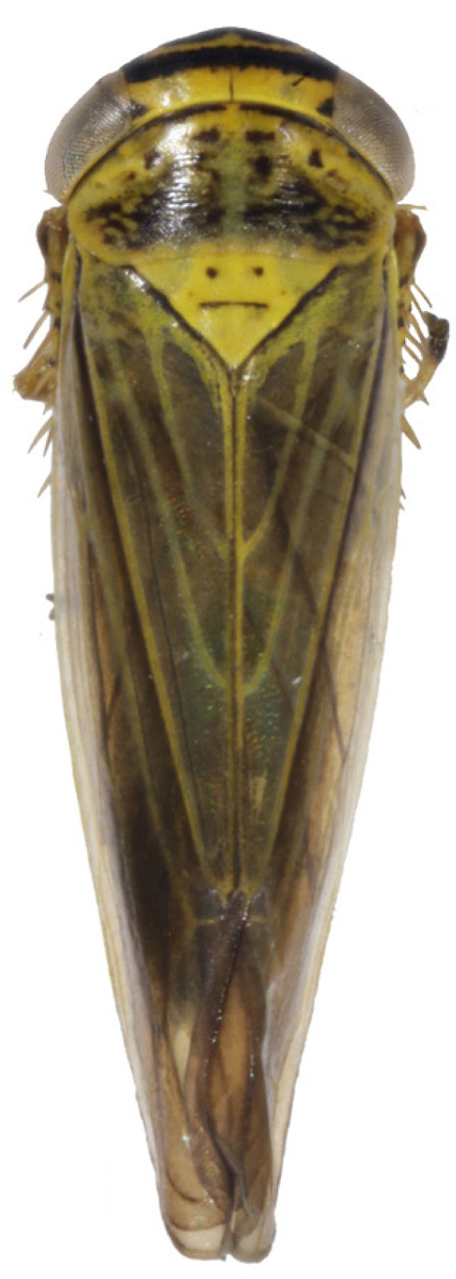 Habitus, dorsal view: !! display not done !! on Limotettix (Limotettix) striola (Fallén, 1806): male. (Observation).