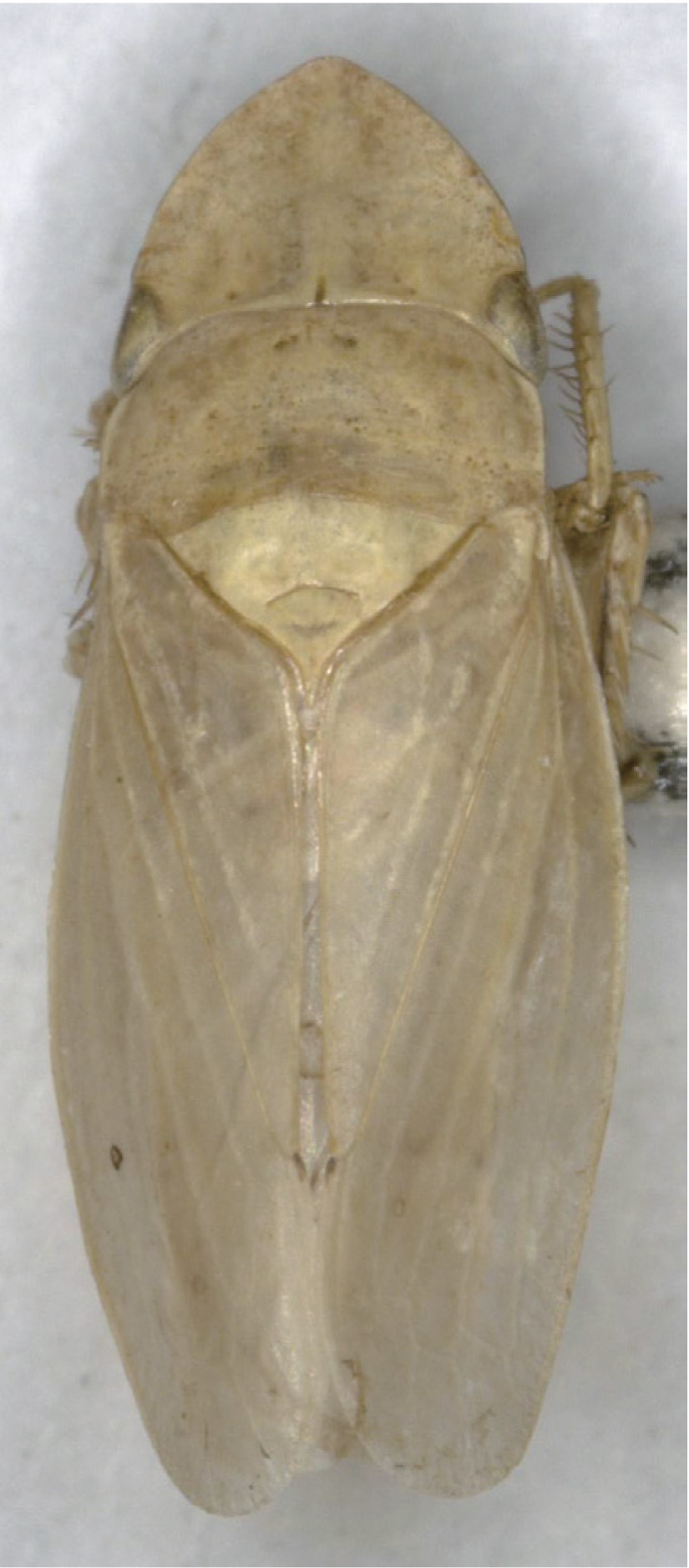 Habitus, dorsal view: !! display not done !! on Glossocratus foveolatus Fieber, 1866: (Observation).