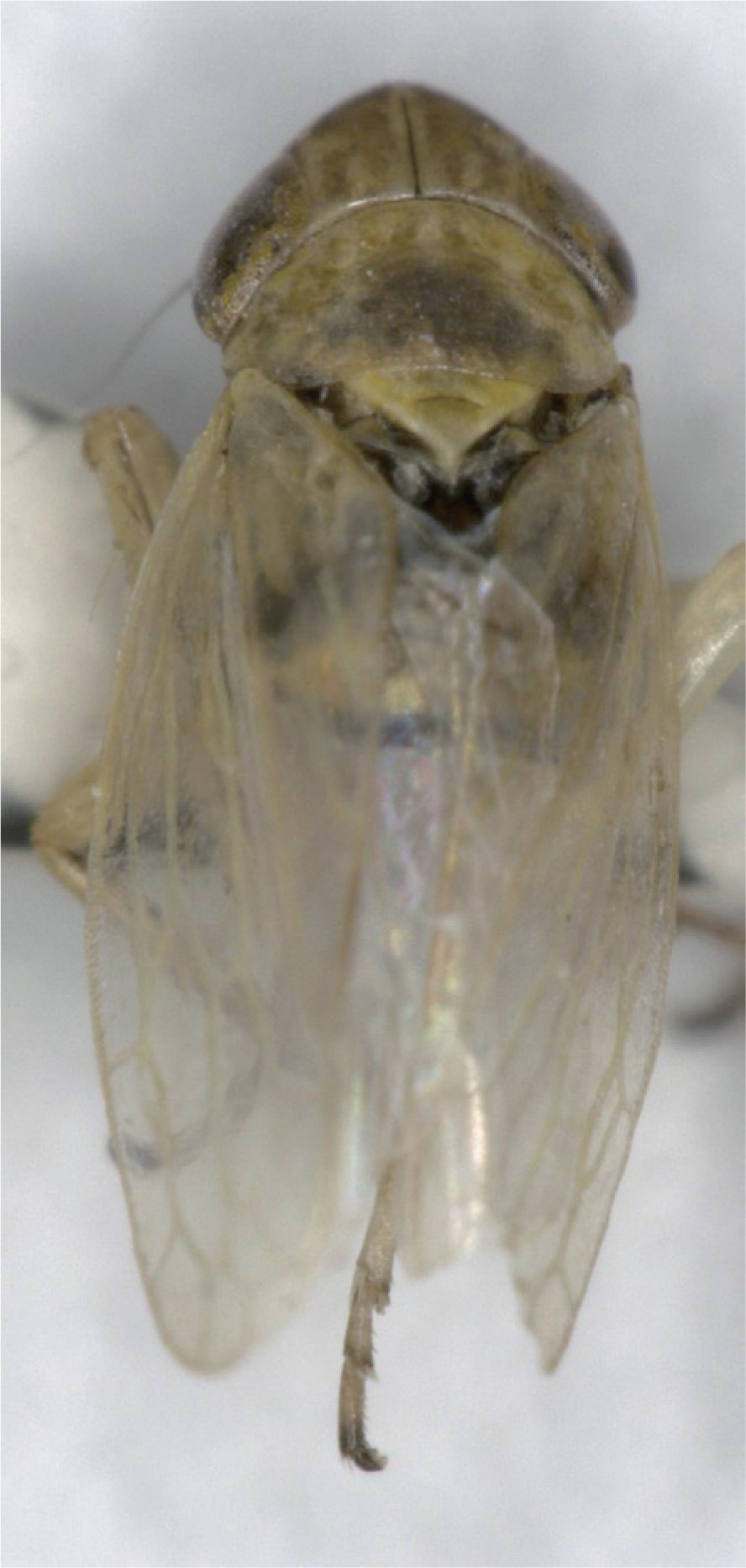 Habitus, dorsal view: !! display not done !! on Mocuellus (Mocuellus) xilingolensis Zhang, 2014: (Observation).