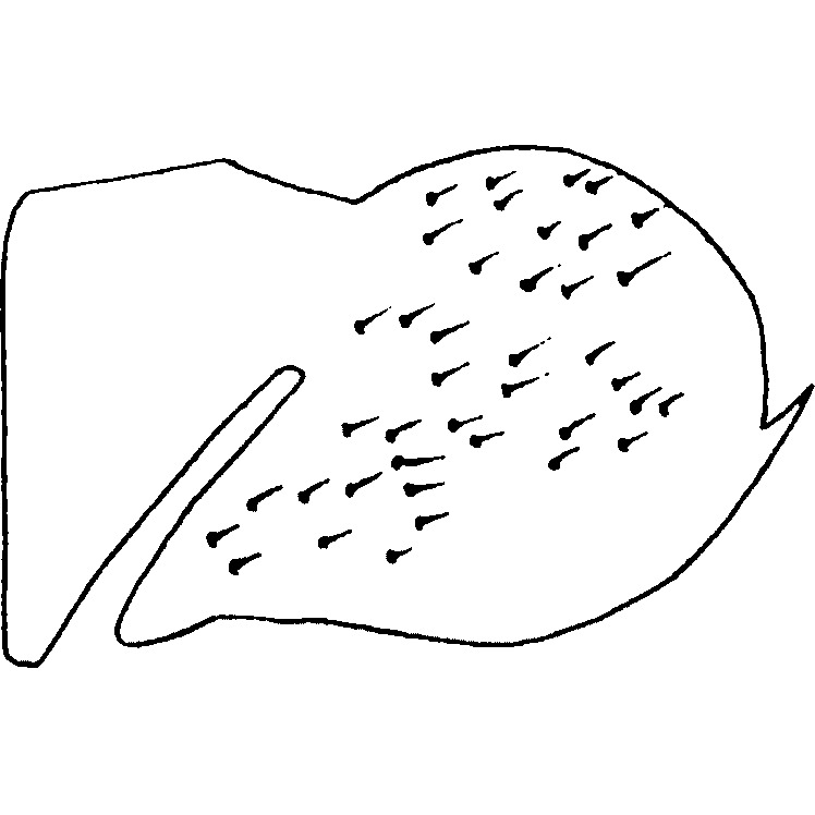 Pygofer, lateral view: !! display not done !! on [Colladonus] setaceus Nielson, 1957: holotype. (Observation).