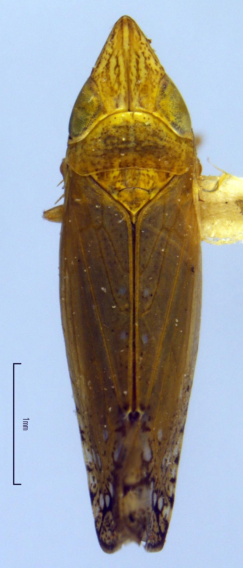 Habitus, dorsal view: !! display not done !! on Scaphytopius angustatus (Osborn, 1905): USNM. (Observation).