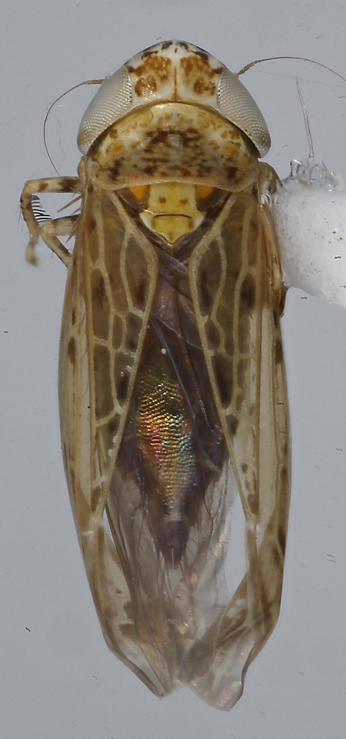 Habitus, dorsal view: (Observation).