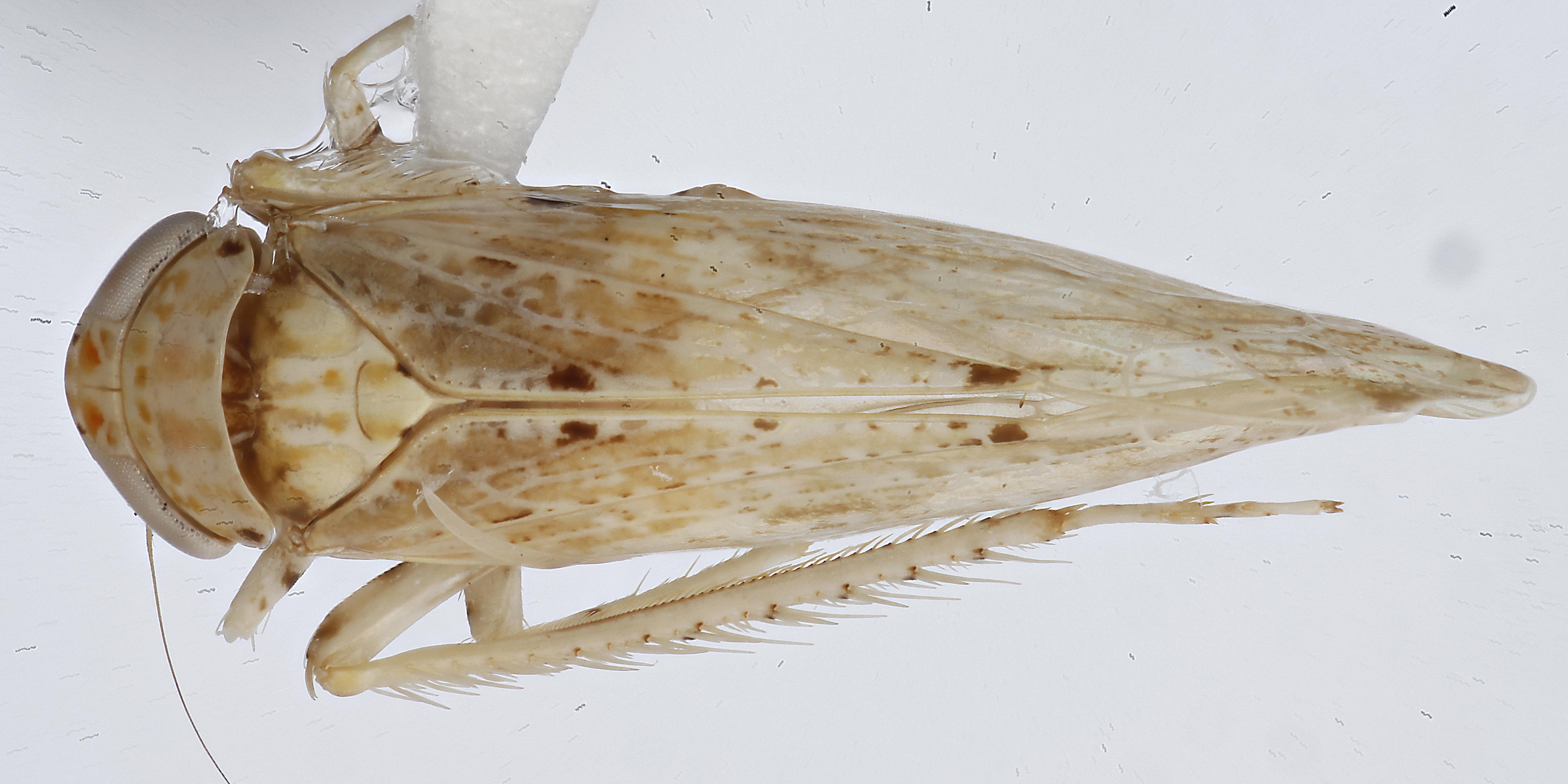 Habitus, dorsal view: !! display not done !! on New Species A: Loeia Duan, 2017: (Observation).