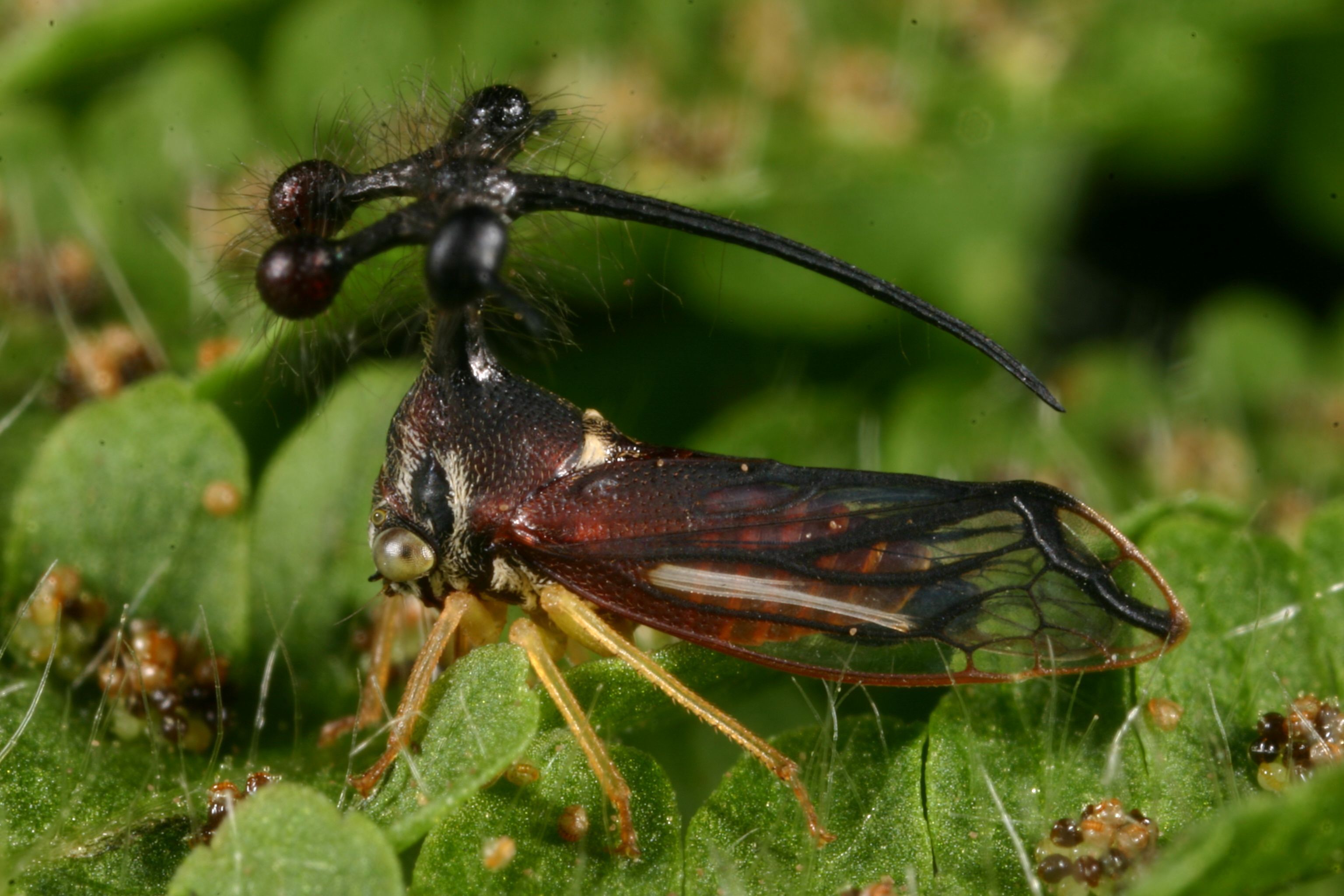 Live specimen: (Observation).