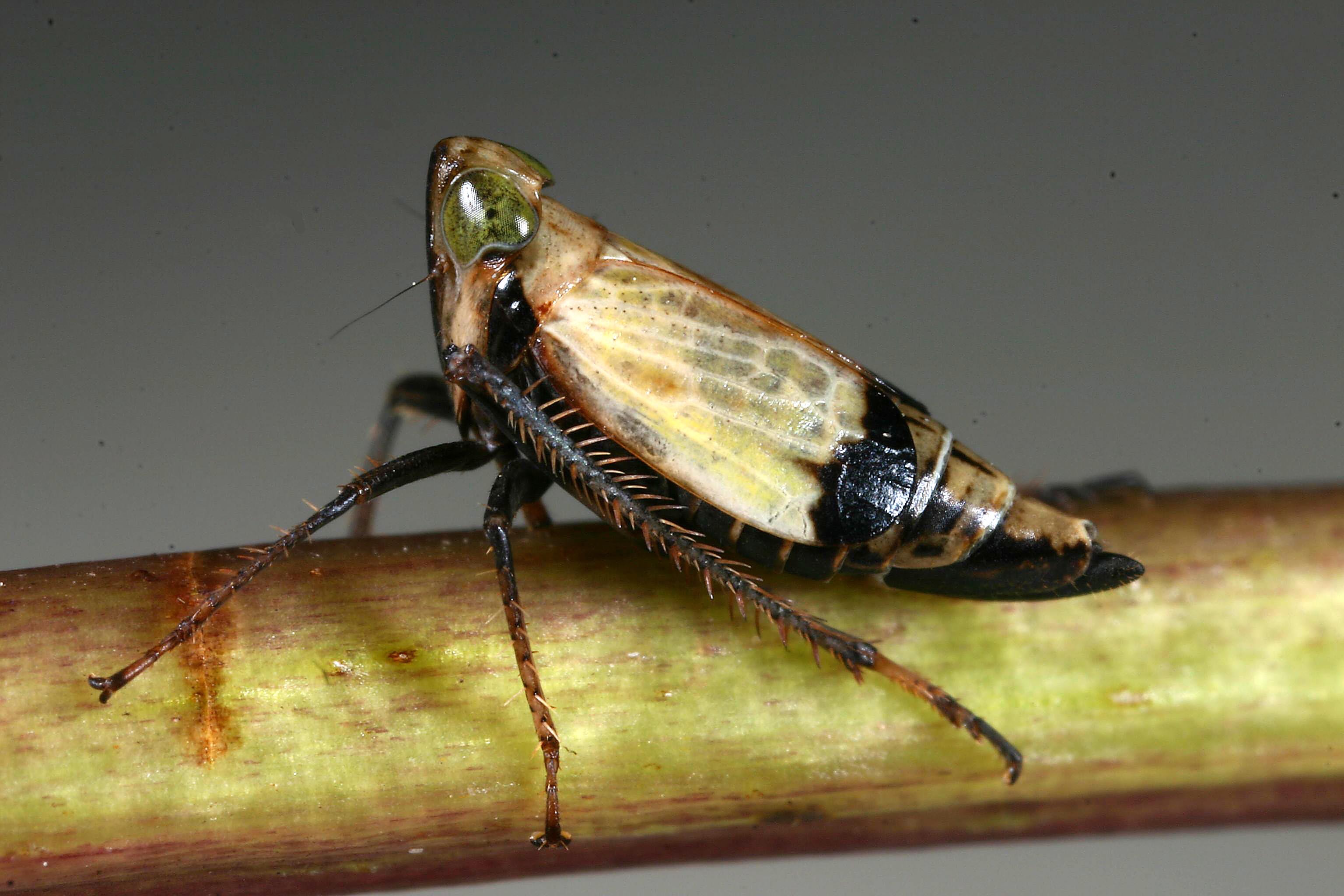 Live specimen: (Observation).