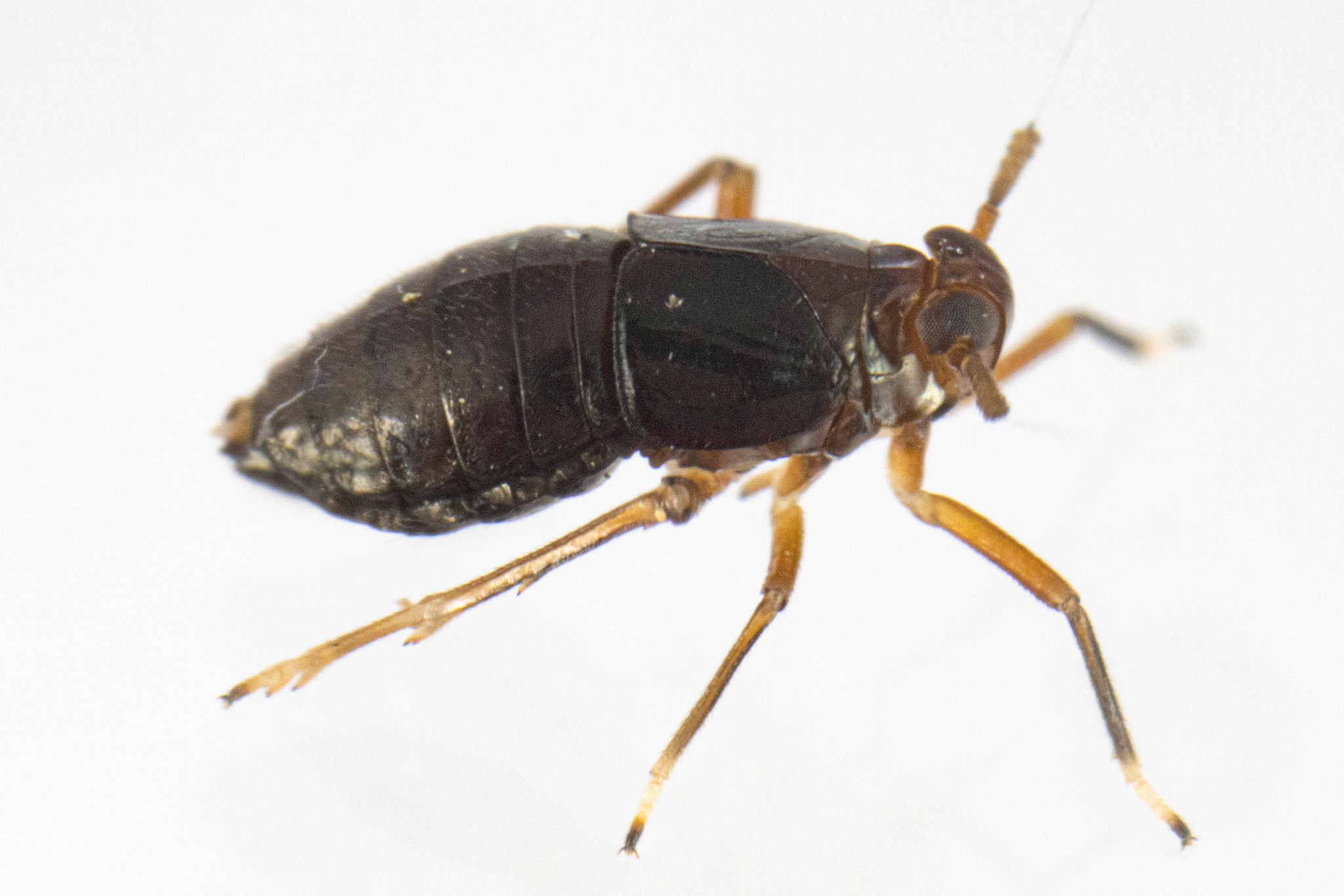 Live specimen: !! display not done !! on Pissonotus Van Duzee, 1897: Pissonotus marginatus, female. Newark, New Castle Co., Delaware, USA; July 4, 2021, sweeping grasses; det. CR Bartlett. (Observation).