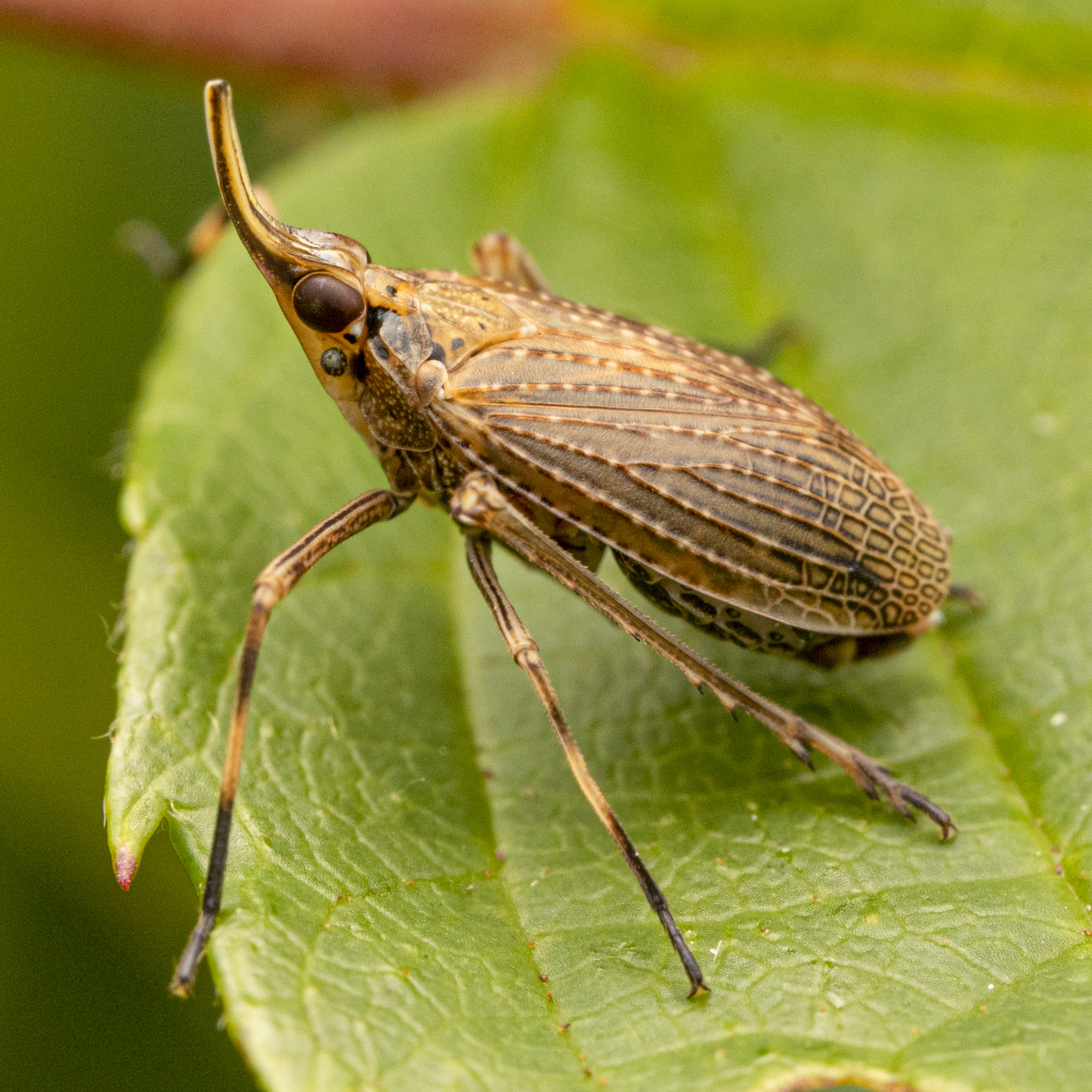Live specimen: Scolops sulcipes. Boxford, Essex Co., Massachusetts, USA; August 4, 2021. (Observation).