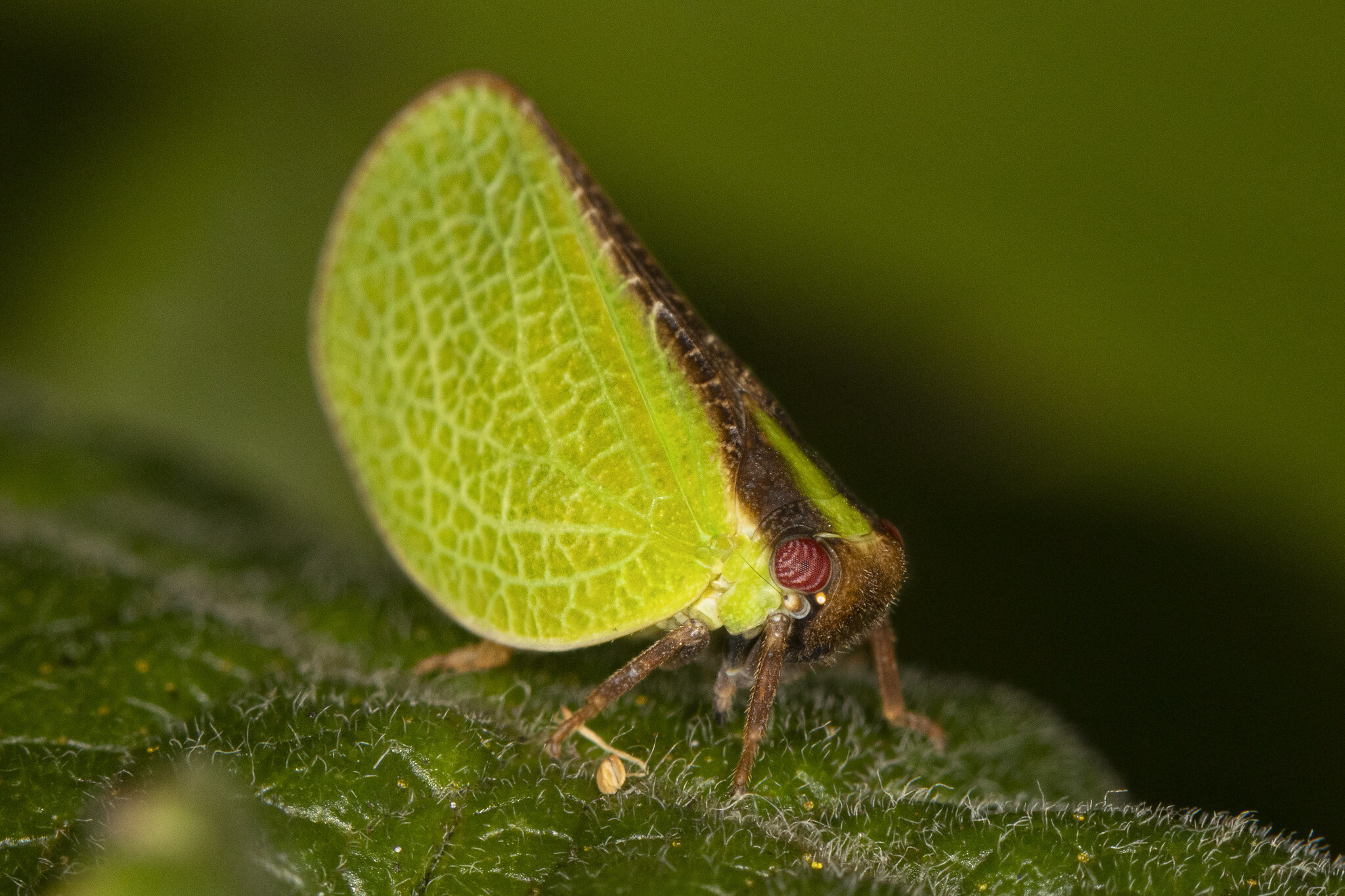 Live specimen: Acanalonia bivittata. Boxford, Essex Co., Massachusetts, USA; August 8, 2019. (Observation).