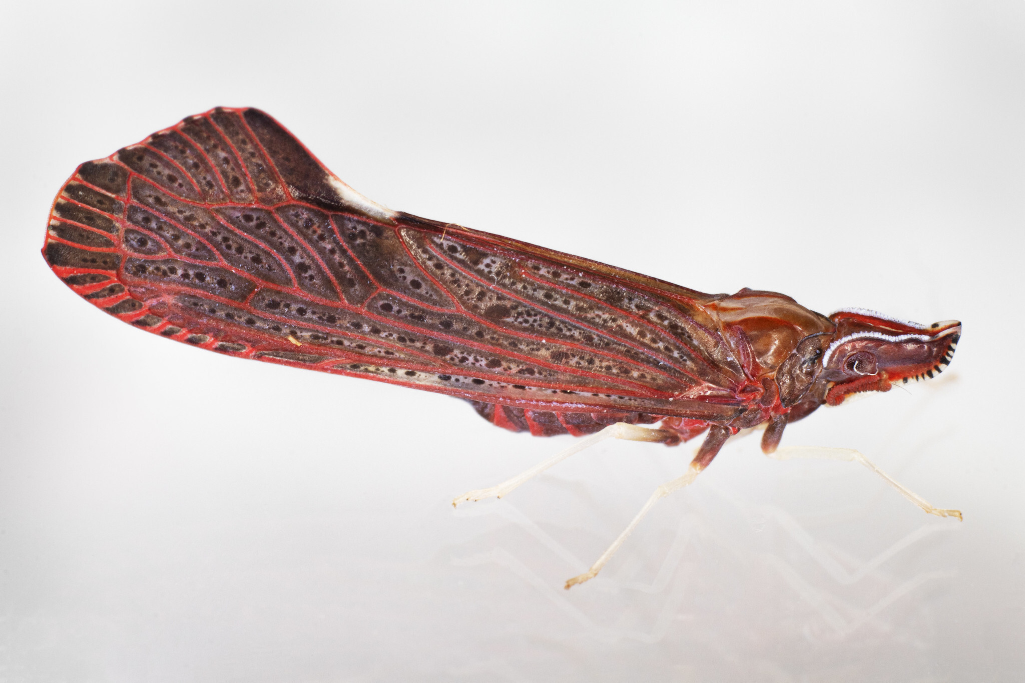 Live specimen: Apache degeeri. Andover, Essex Co., Massachusetts, USA; July 15, 2020. (Observation).
