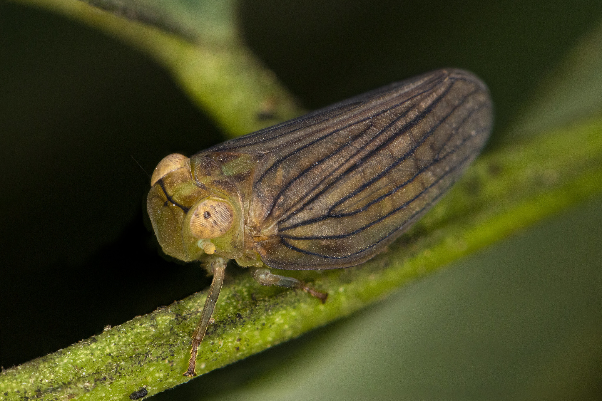 Live specimen: Aplos simplex (Germar, 1830). Brewster, Barnstable Co., Massachusetts, USA; August 14, 2019 on Robinia pseudoacacia. (Observation).
