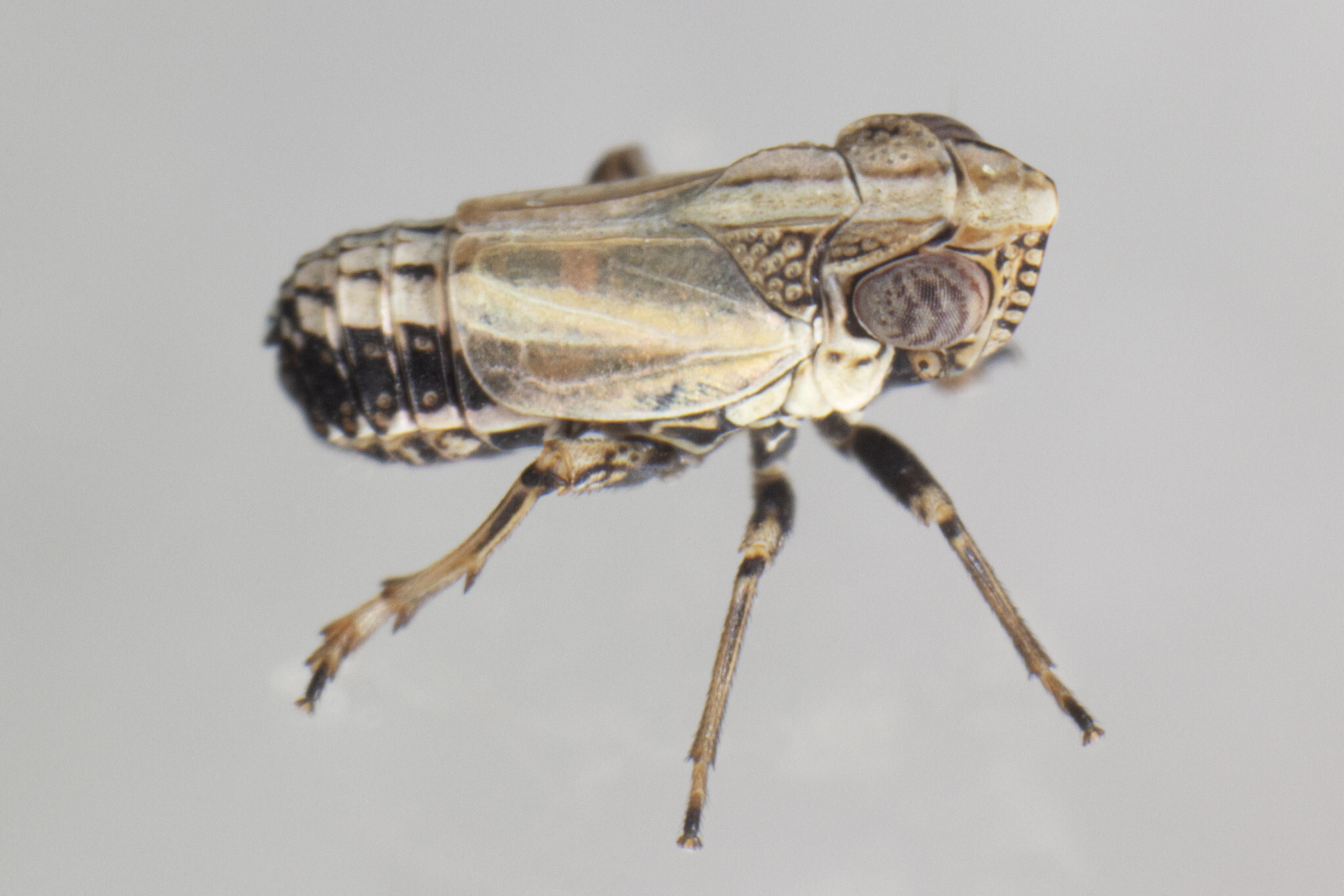 Live specimen: !! display not done !! on Nenema Emeljanov, 1996: Nenema histrionica (Stål, 1862). Newbury, Essex Co., Massachusetts, USA; July 8, 2020, sweeping grasses; det. CR Bartlett. (Observation).