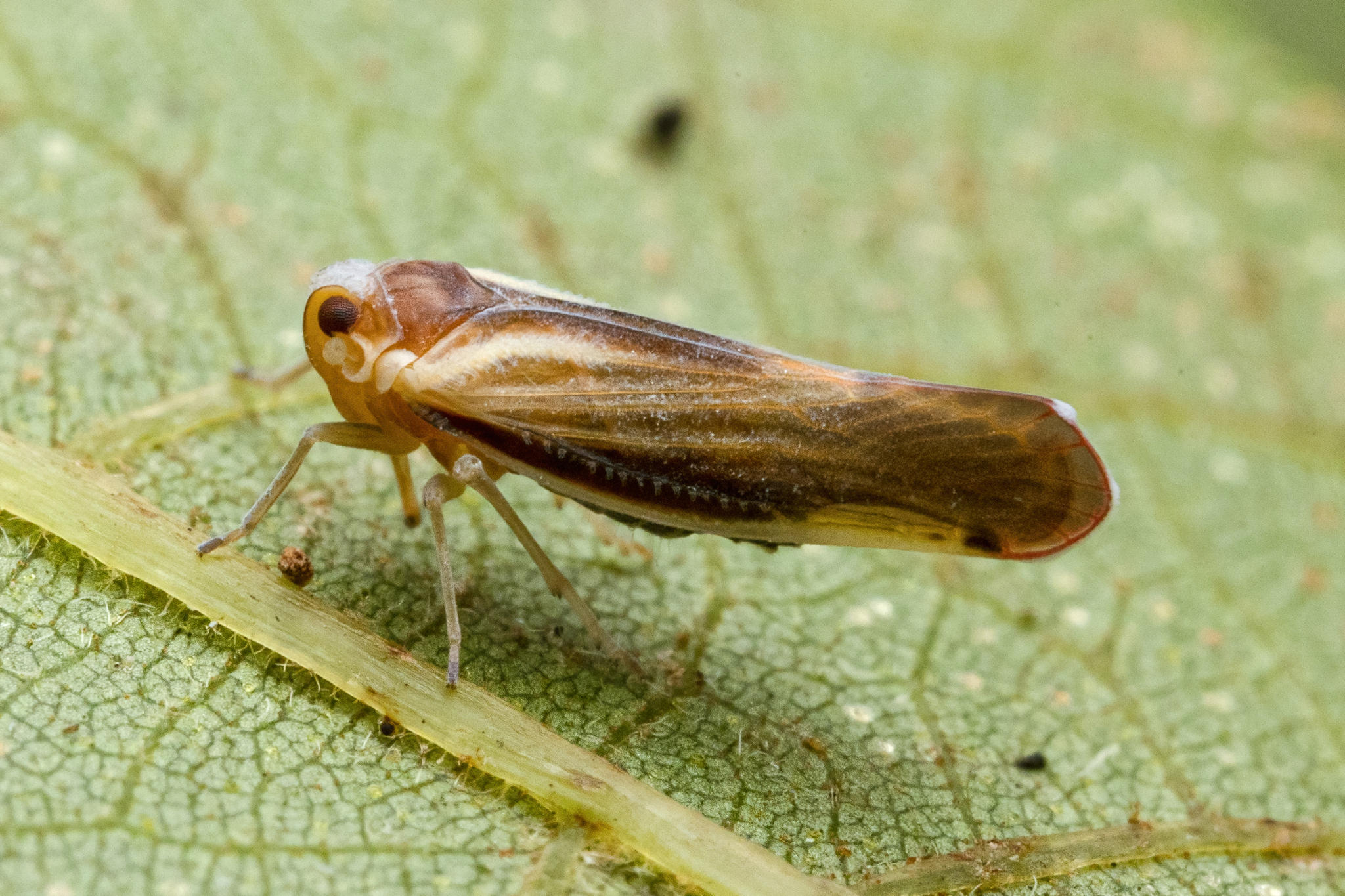 Live specimen: Omolicna uhleri (Ball, 1902). Arco, Warren Co, Virginia, USA; September 9, 2022. (Observation).