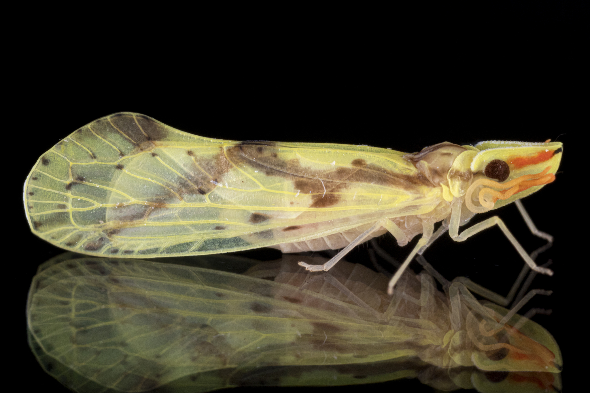 Live specimen: !! display not done !! on Otiocerus Kirby, 1821: Otiocerus wolfii Kirby, 1821, male. Boxford, Essex Co., Massachusetts, USA; August 11, 2021. (Observation).