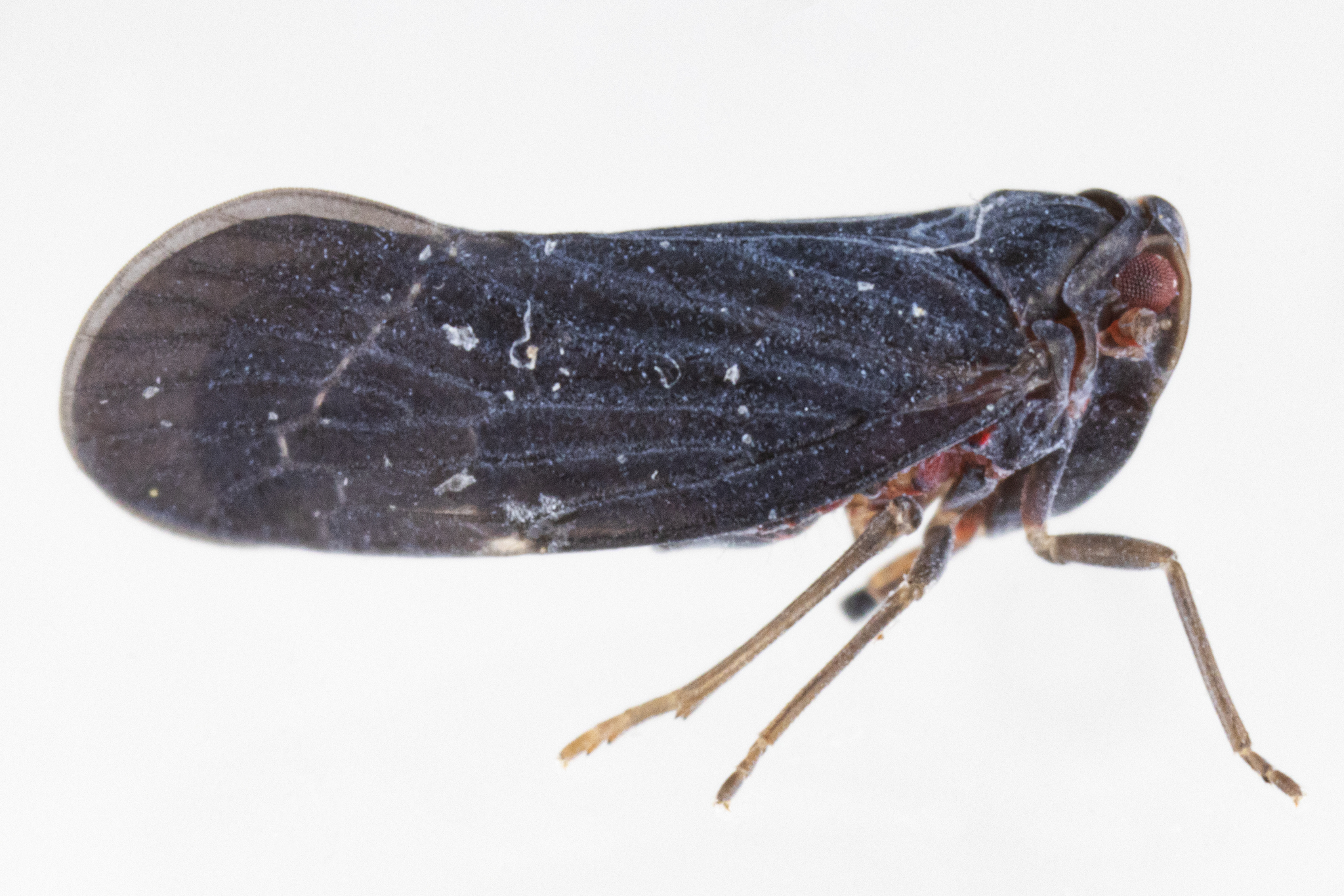 Live specimen: Cedusa incisa (Metcalf, 1923), male. Newbury, Essex Co., Massachusetts, USA; June 23, 2021. (Observation).
