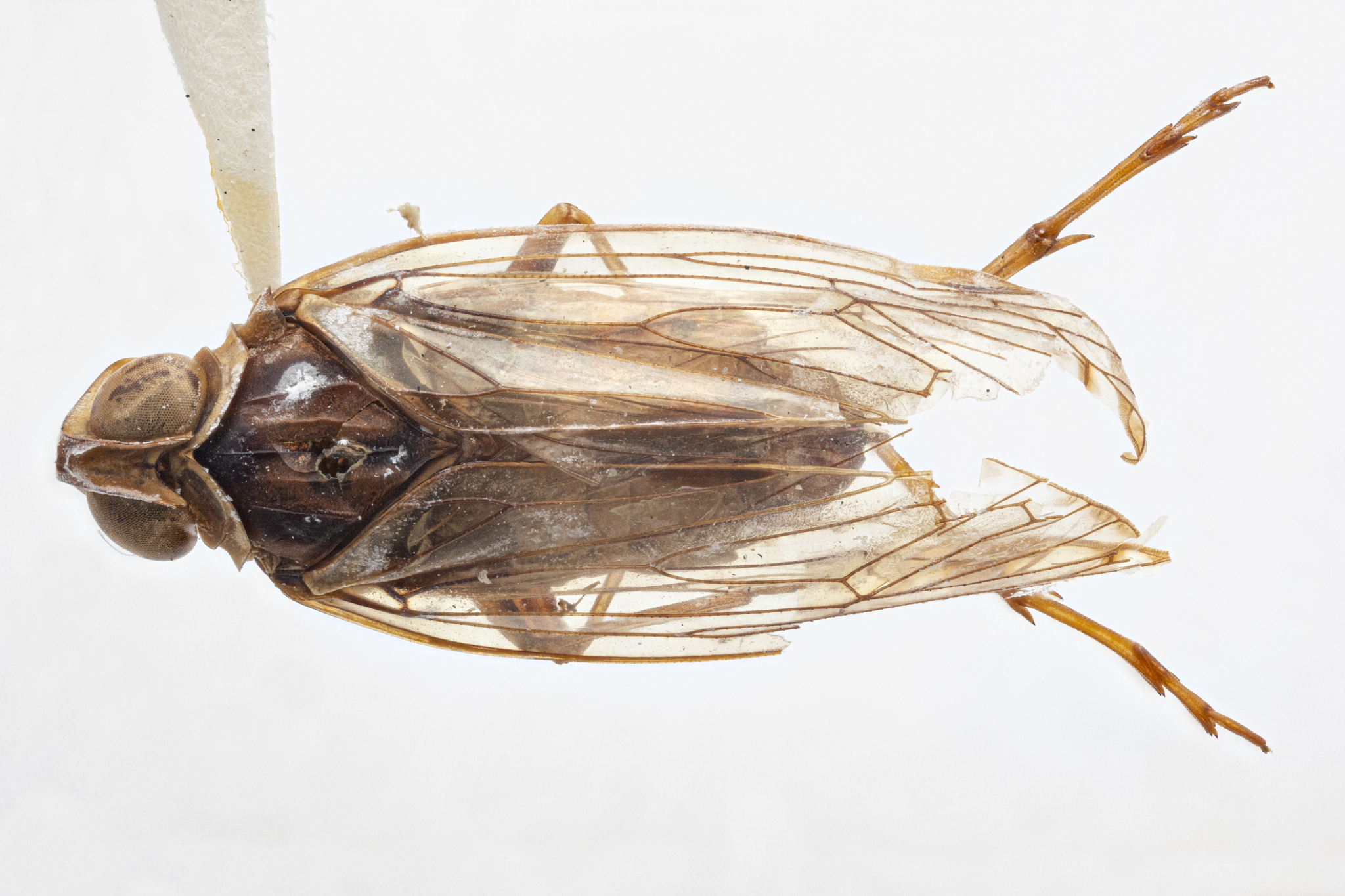 Habitus, dorsal view: !! display not done !! on Cyclopoliarus Fennah, 1945: (Observation).