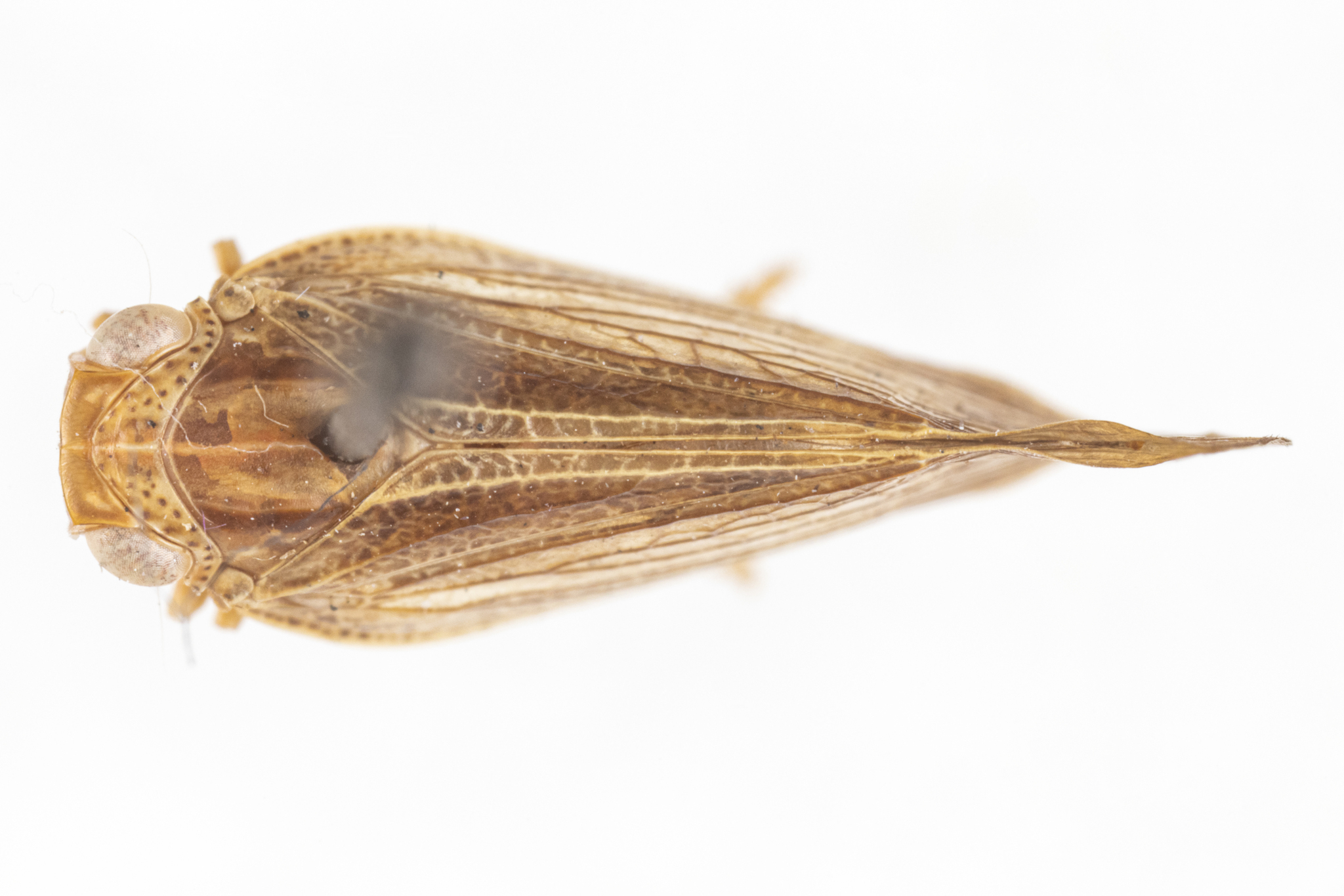 Habitus, dorsal view: (Observation).